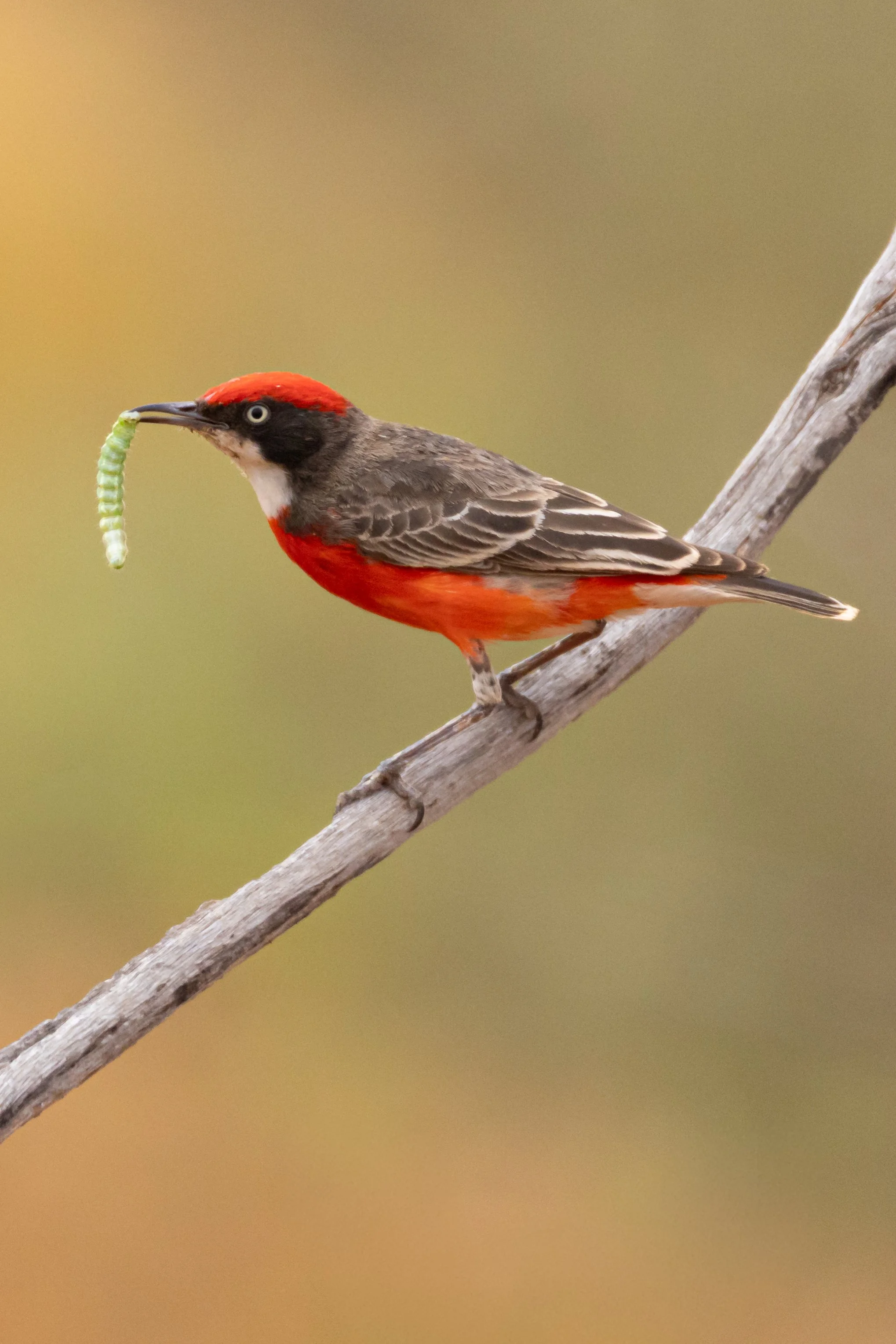 Crimson Chat - Ashburton River, Onslow, Western Australia 