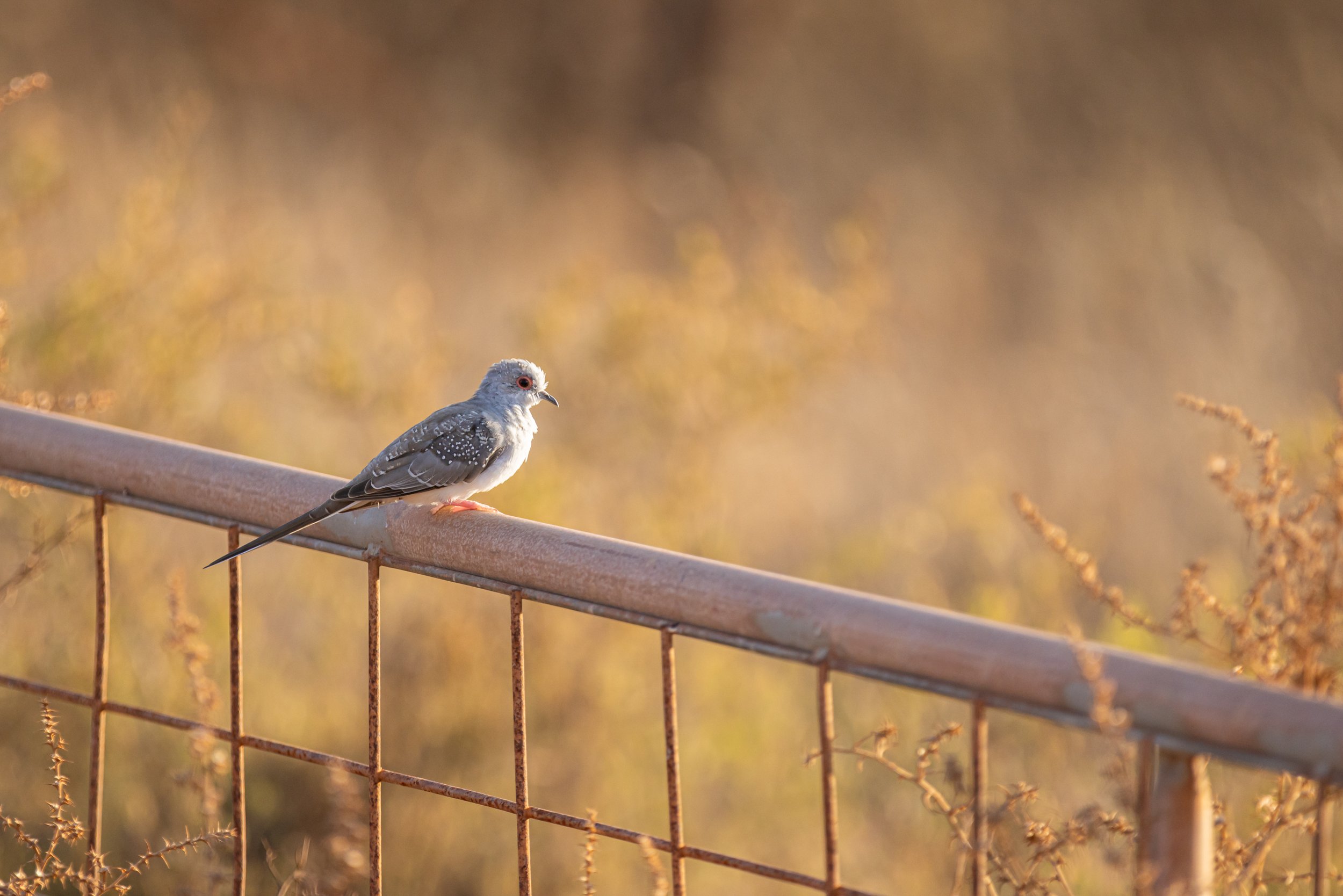_J8A3014 McKoy Photography - Australian Birds.jpg
