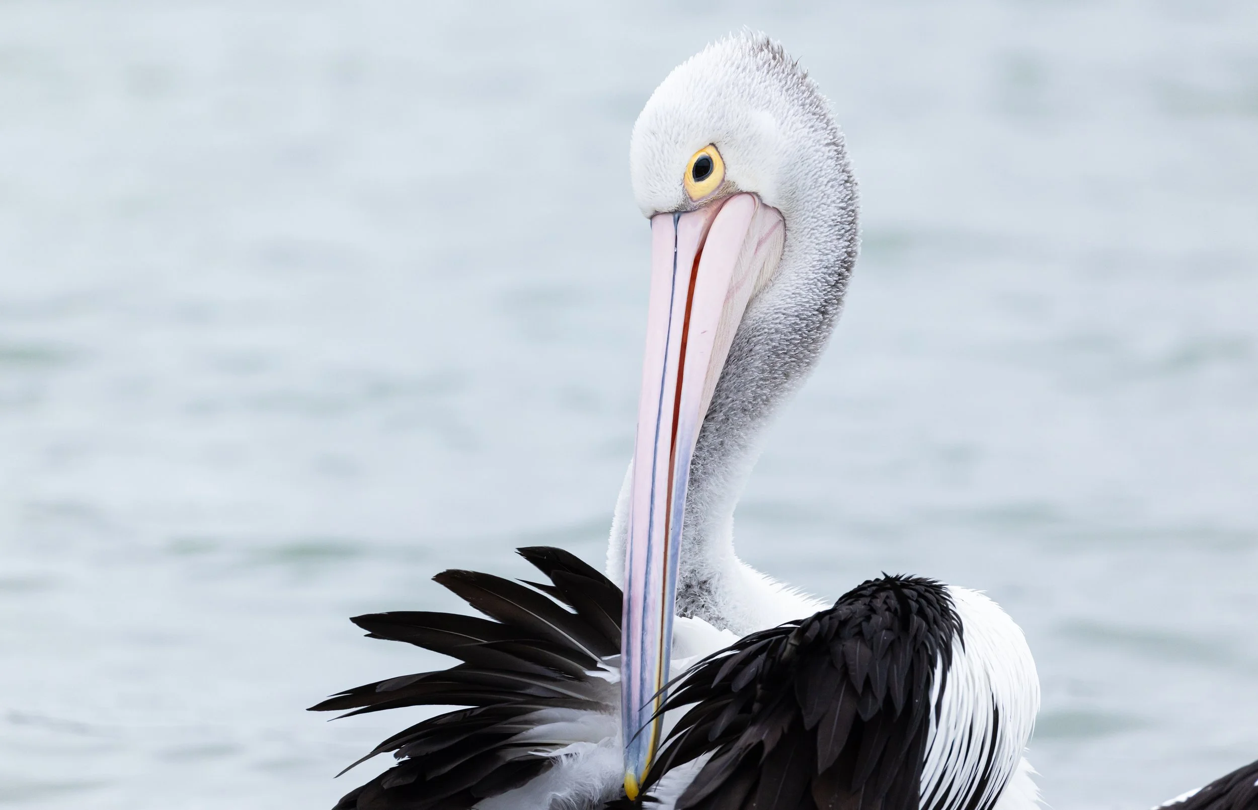 Bird photography by Michelle McKoy Photography - Pelican Kalbarri, Western Australia