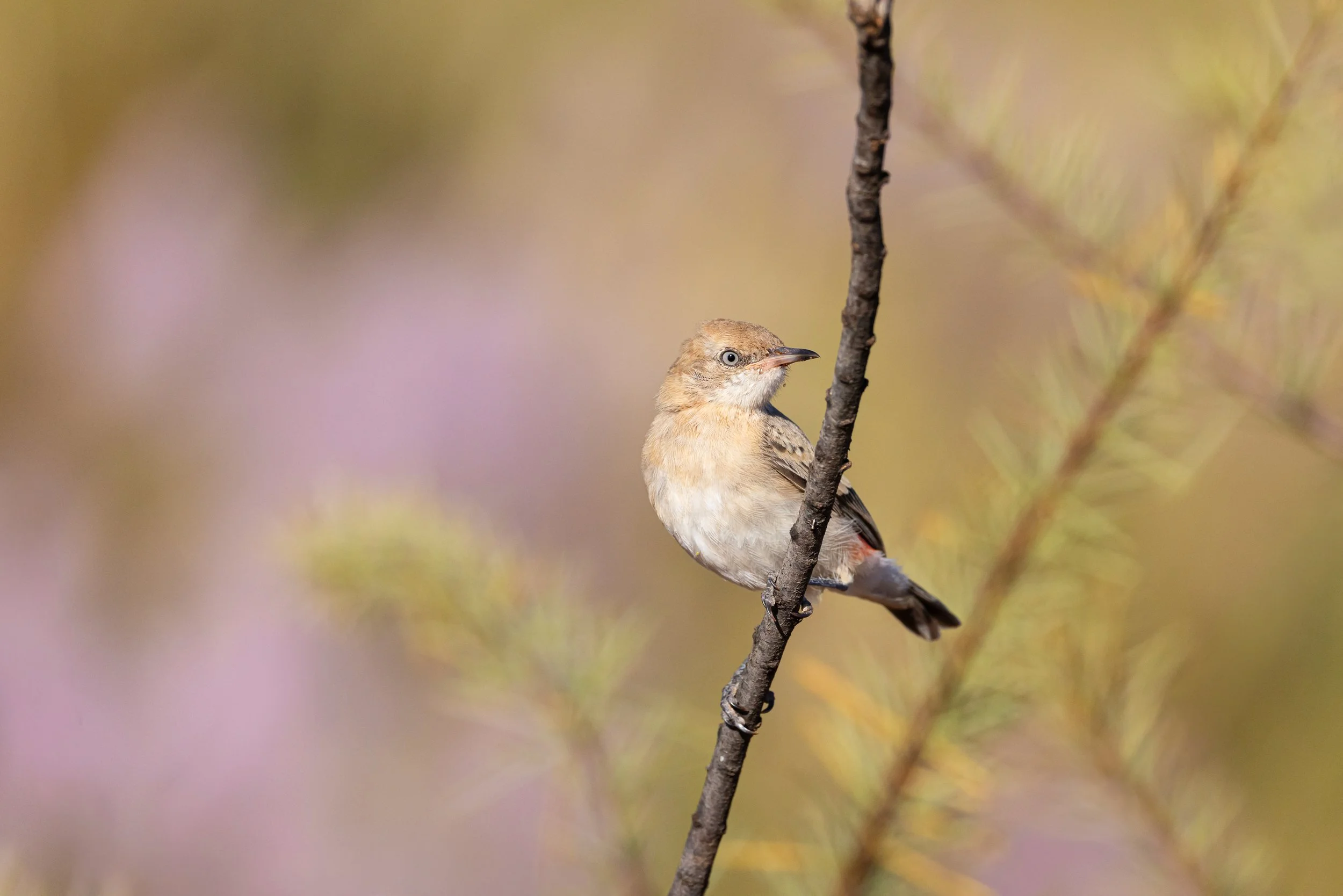 Bird photography - Crimson Chat (Female) in the Pilbara bush surrounded by scrub and purple Mulla Mulla wildflowers.  Onslow, Western Australia