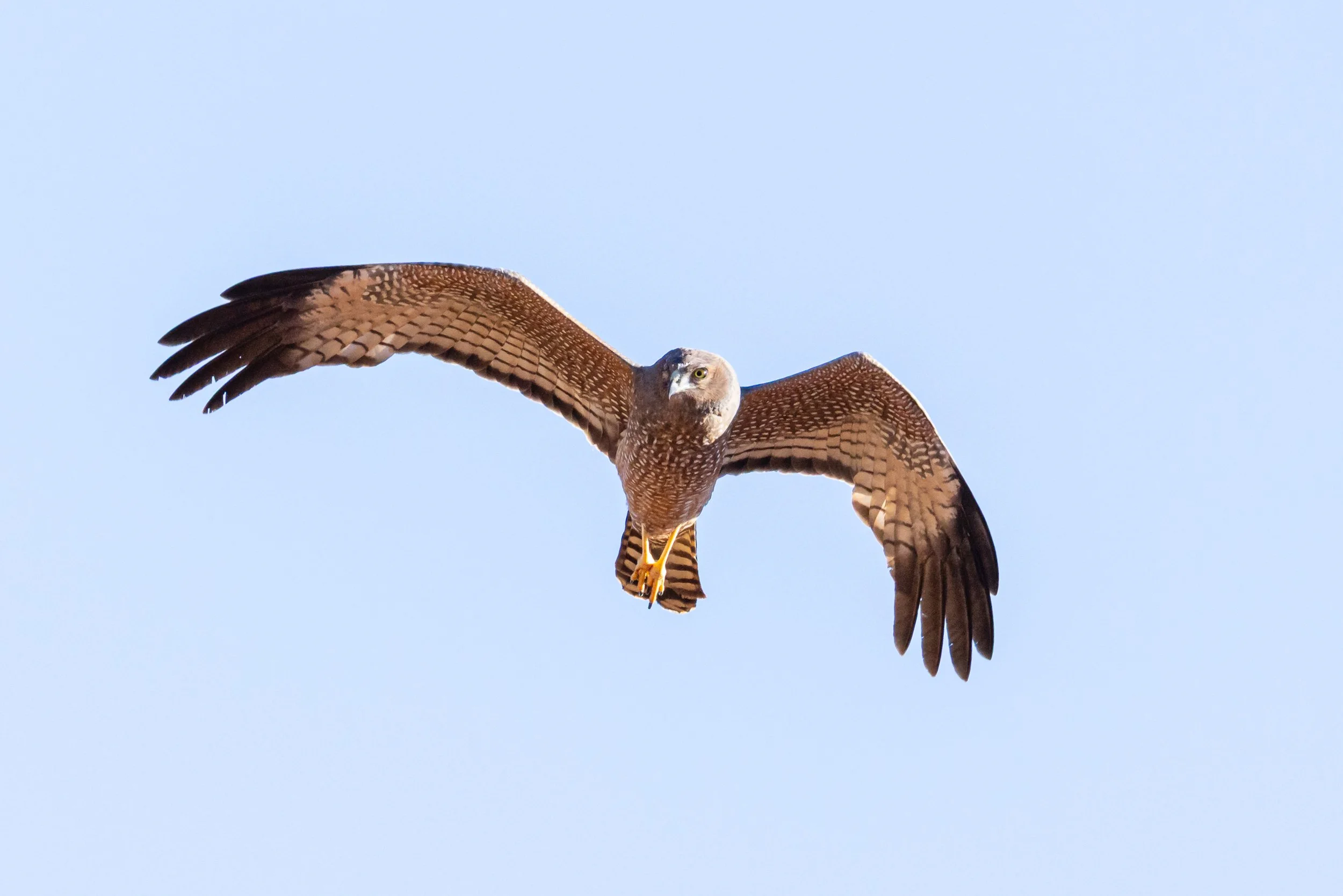 Spotted Harrier - Onslow, Western Australia 