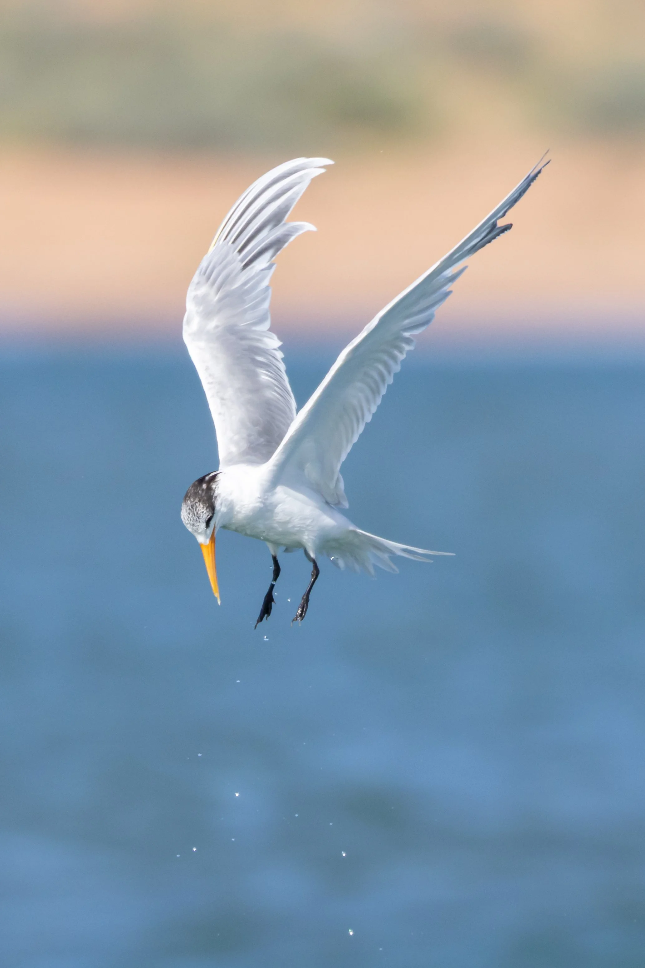Tern in flight diving for fish, Onslow, Western Australia 