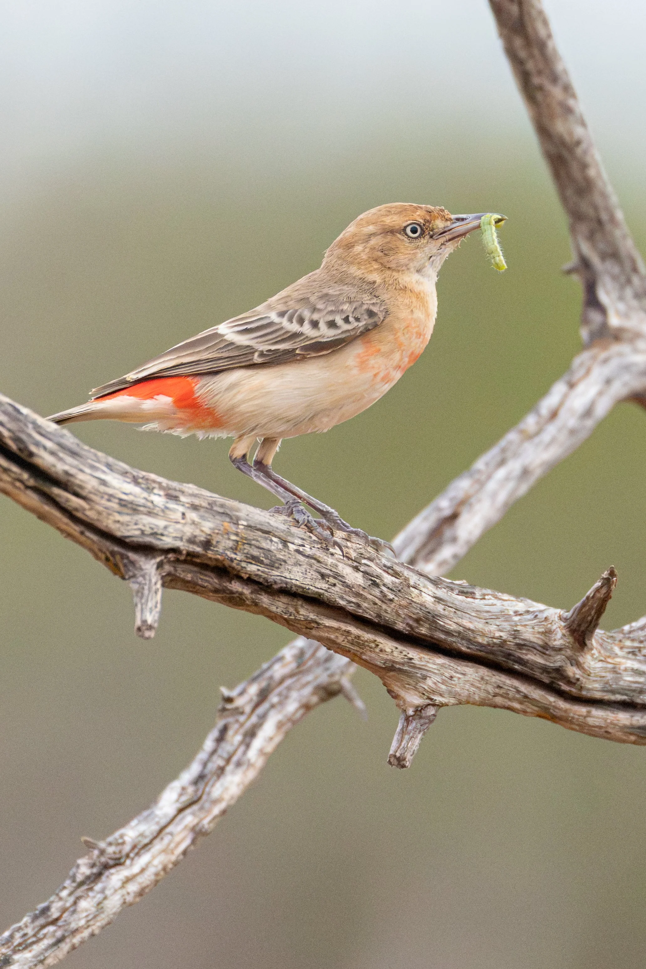 Crimson Chat (female) - Ashburton River, Onslow, Western Australia 