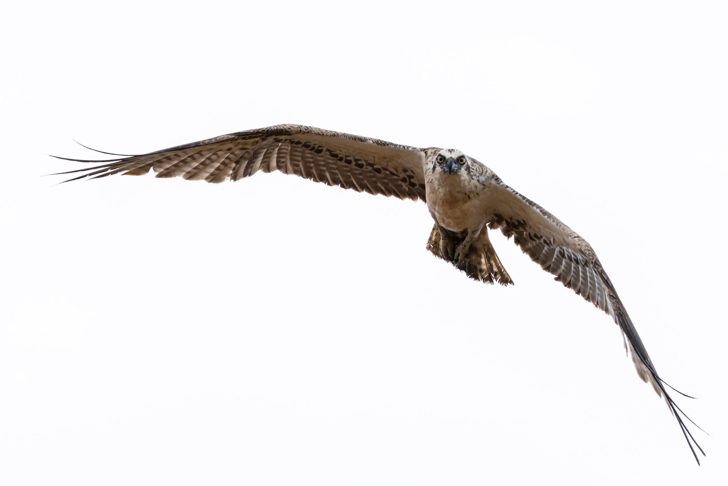 _J8A3621 Michelle McKoy Photography - Australian Birds.jpg