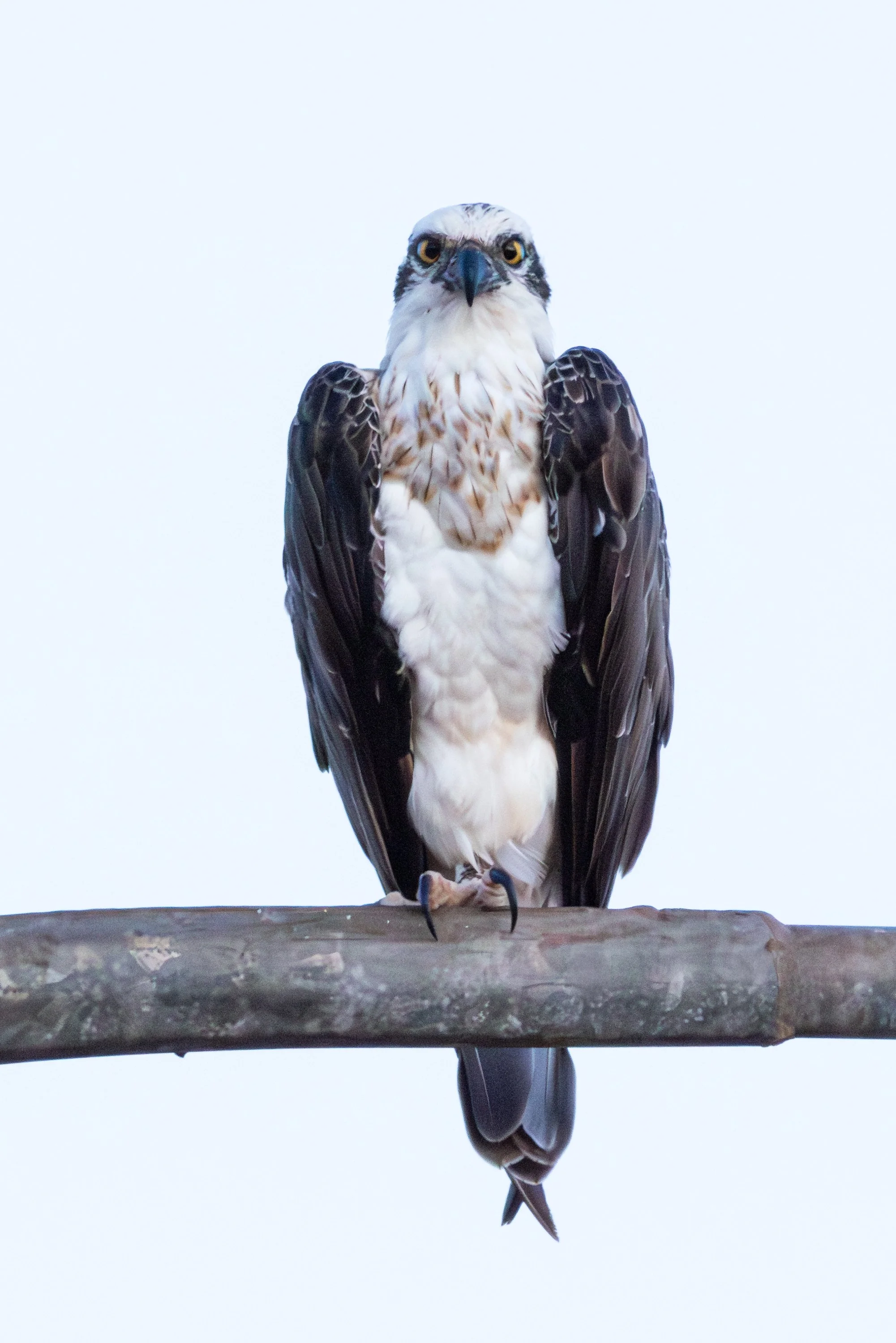 _J8A9513 Michelle McKoy Photography - Australian birds.jpg