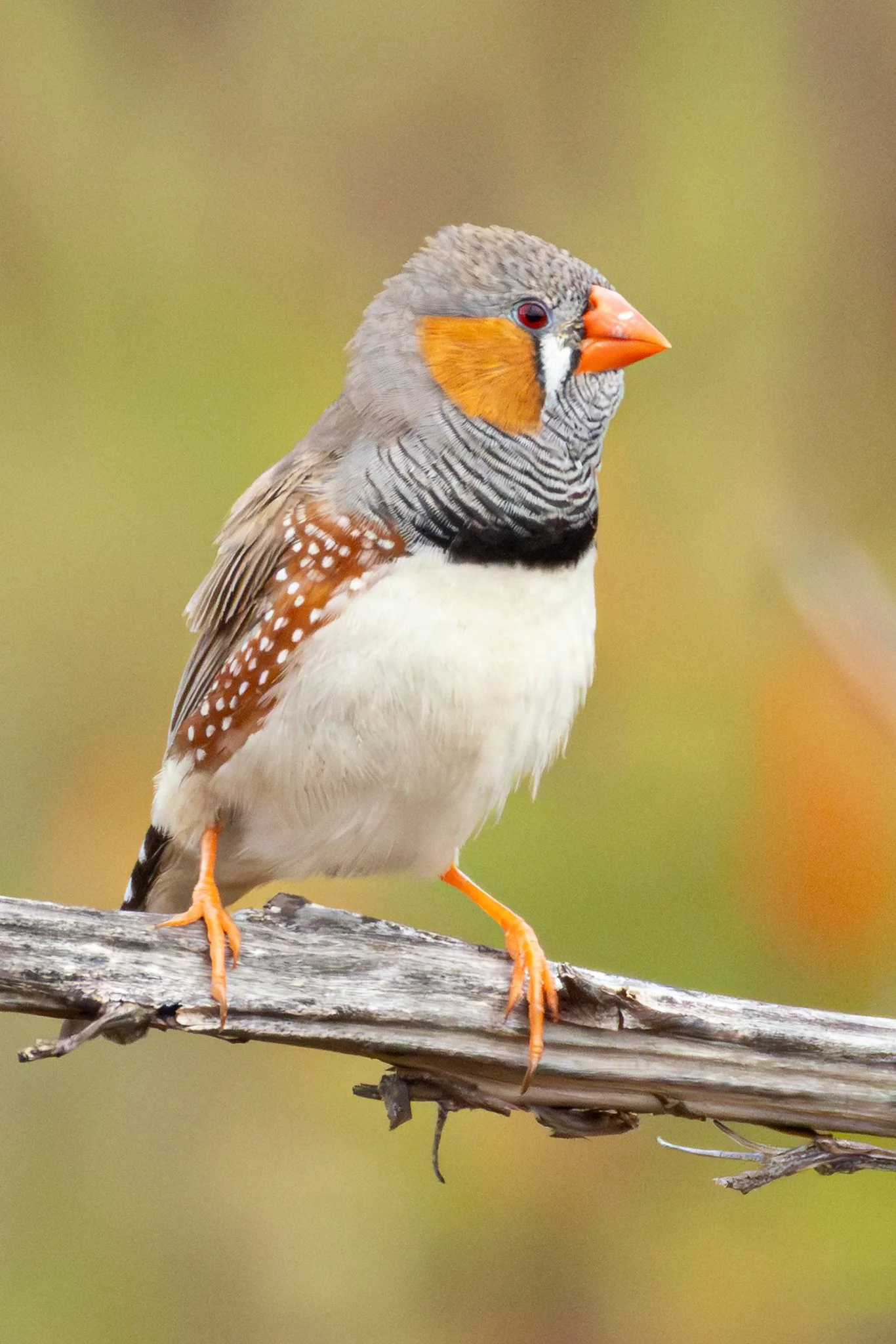 Zebra Finch - bird photography, Onslow, Western Australi _J8A2146.jpg