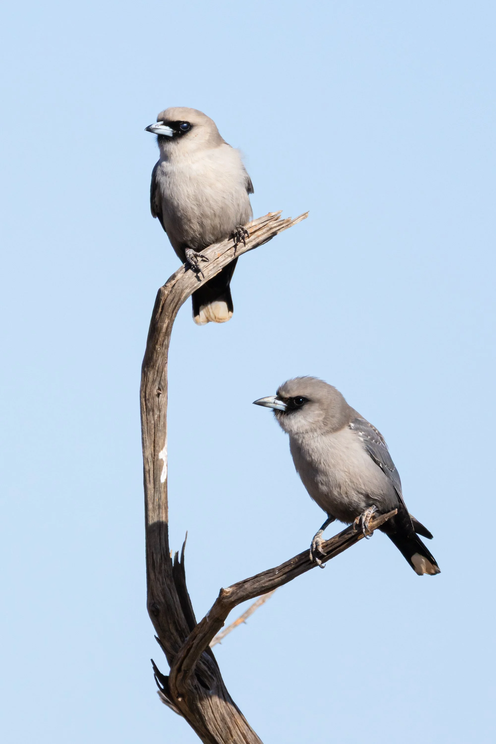 Black-faced Woodswallows - Ashburton River, Onslow, Western Australia 