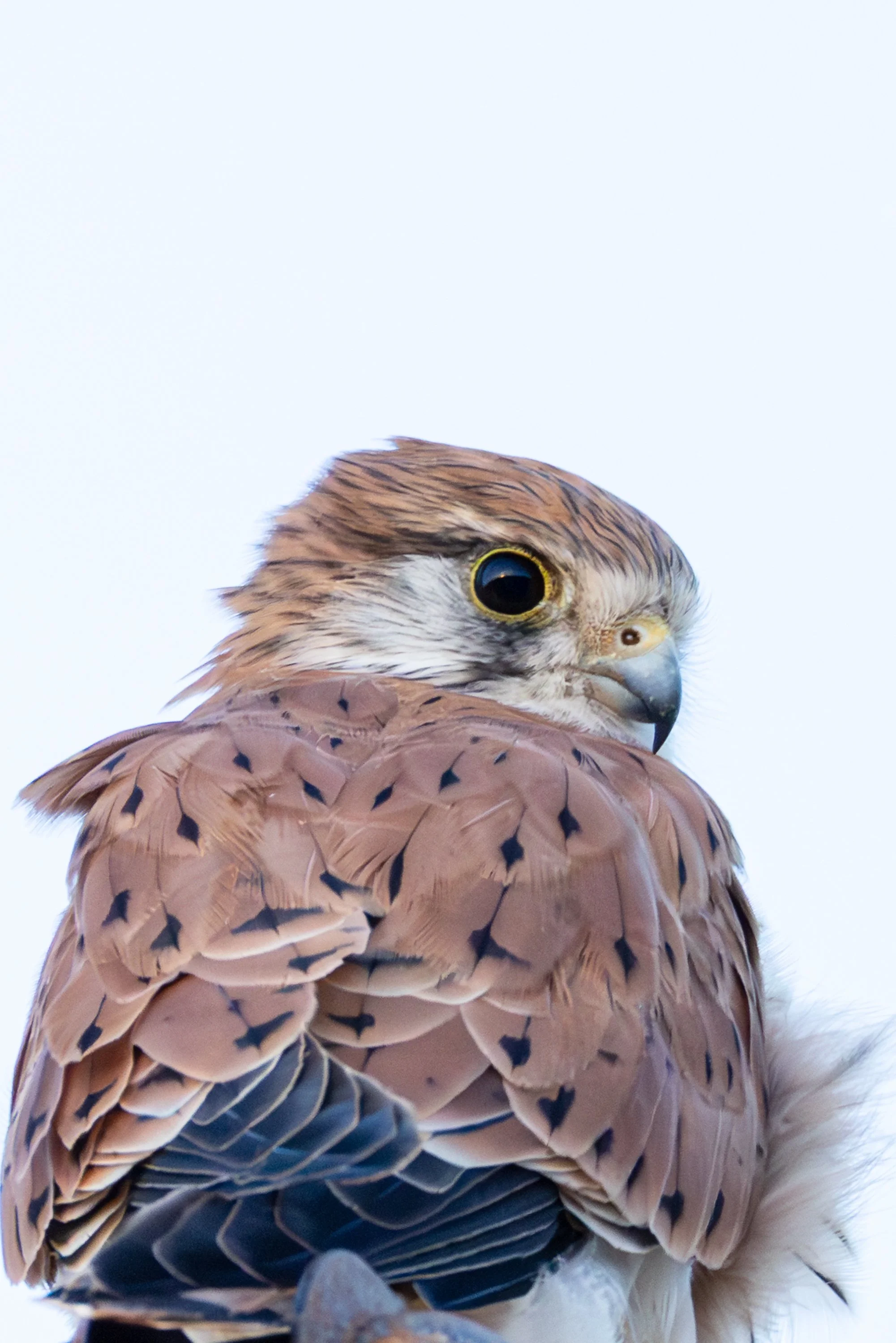 _J8A9620-2 Michelle McKoy Photography - Australian birds.jpg