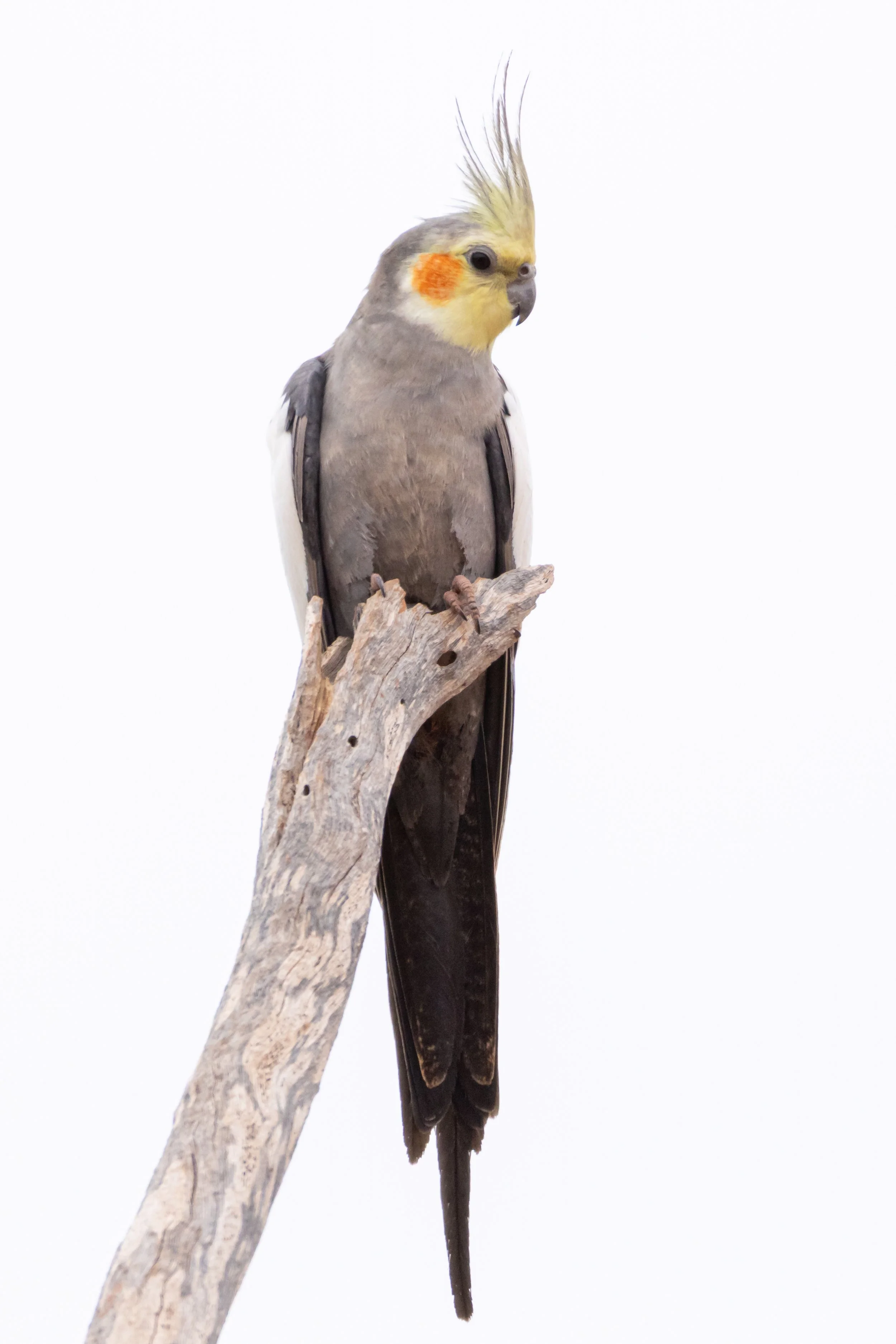 Cockatiel - Ashburton River, Onslow, Western Australia 