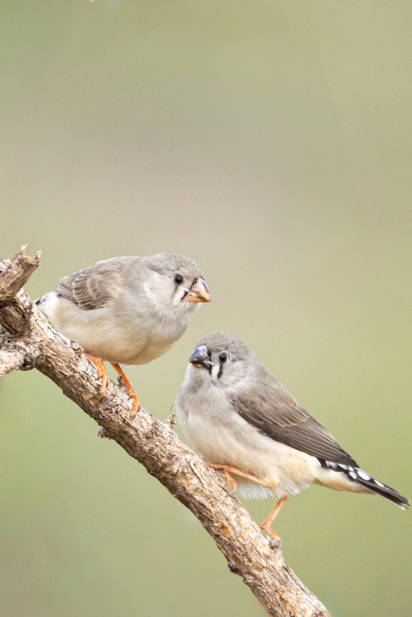 Baby Zebra Finches - Crimson Chat - Onslow, Western Australia 