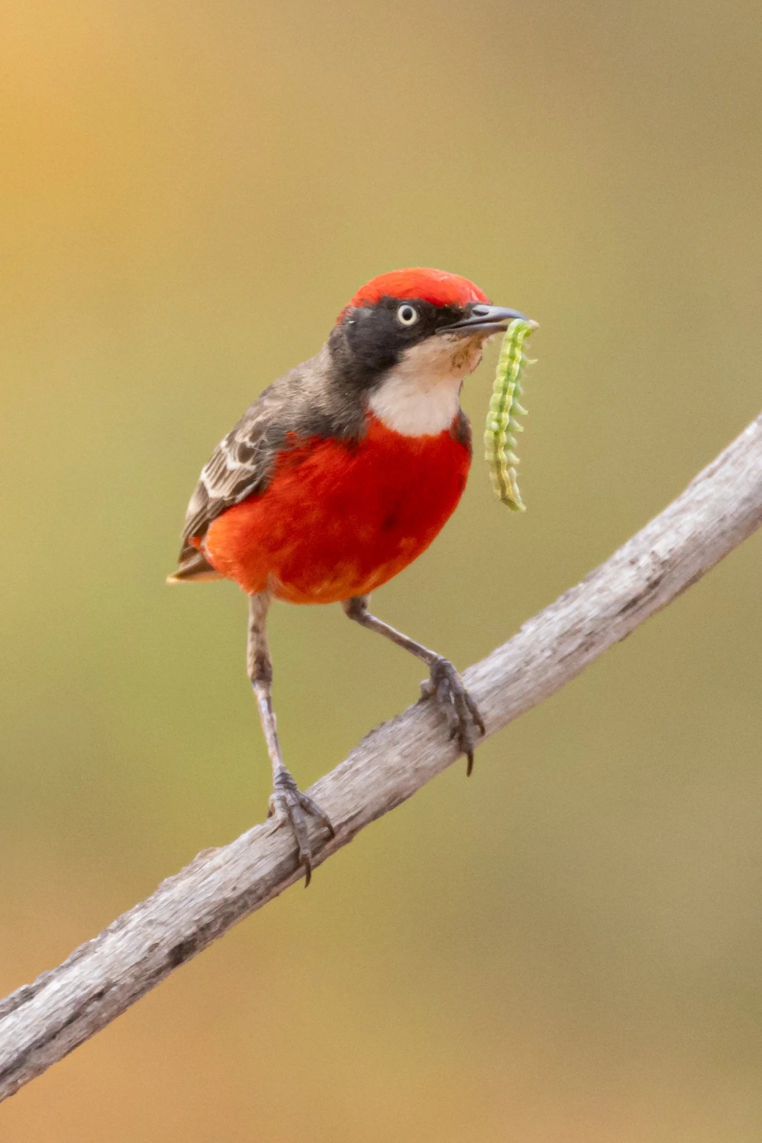 Crimson Chat (breeding male) with a caterpilla in his beak, perched on a branch