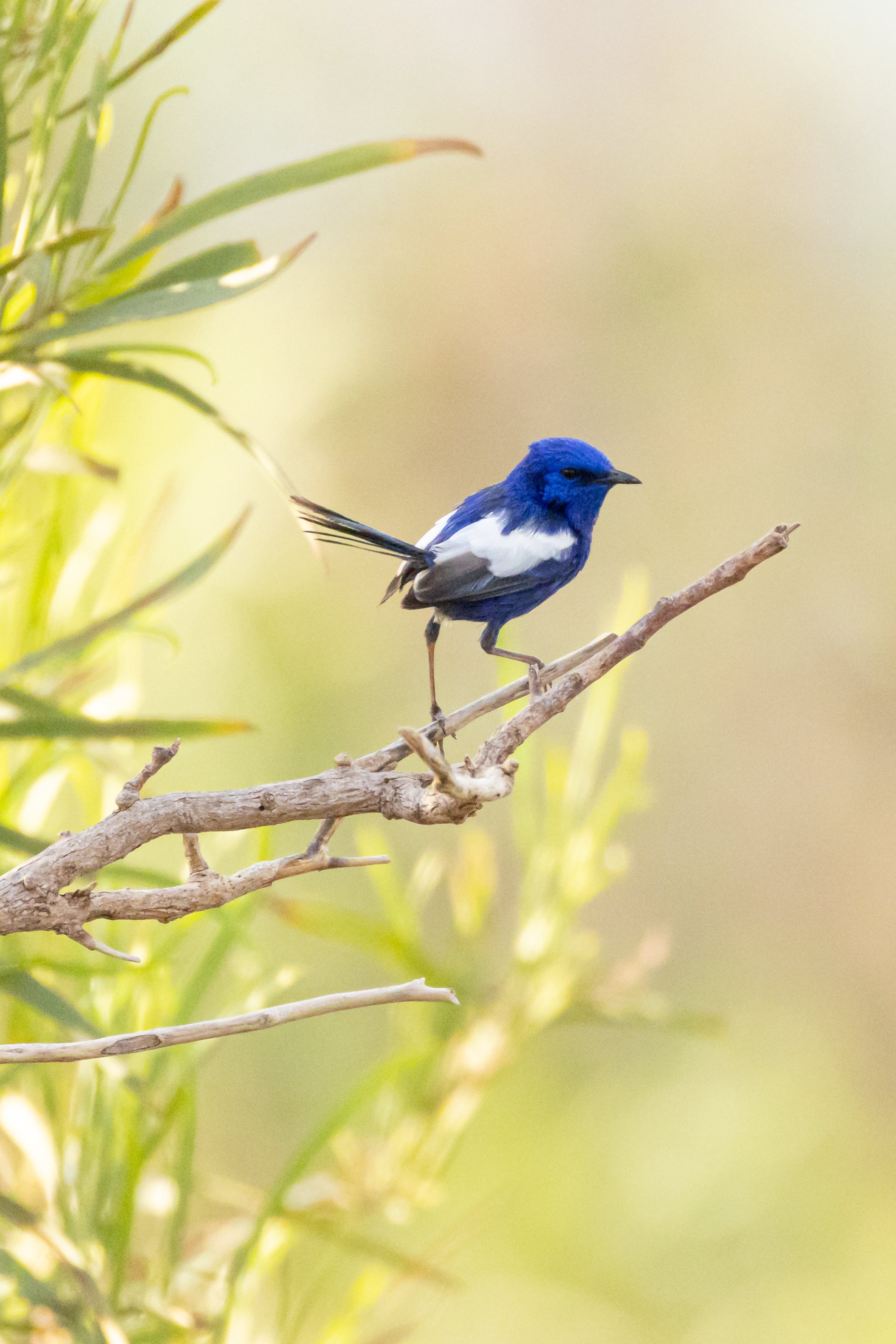 _J8A5710 Michelle McKoy Photography - Australian birds.jpg