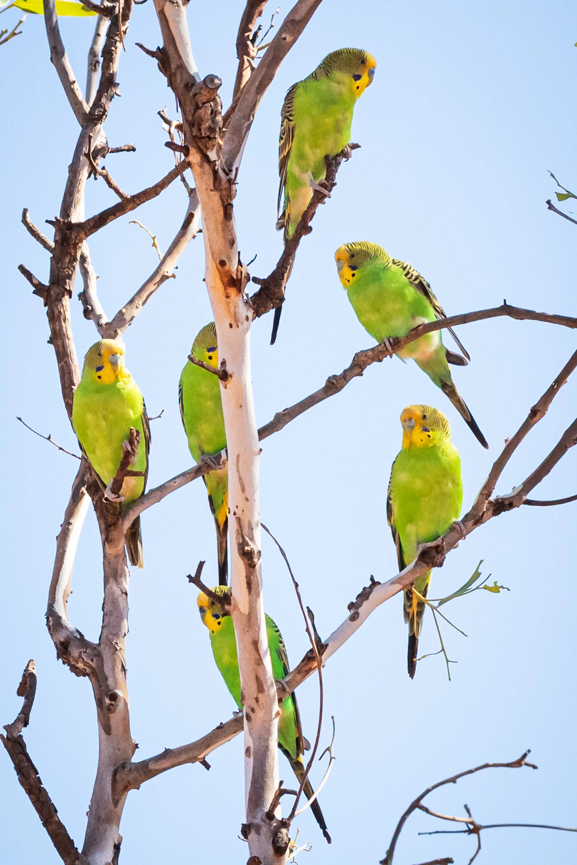 wild budgies in the pilbara fine art print _I8A1524.jpg