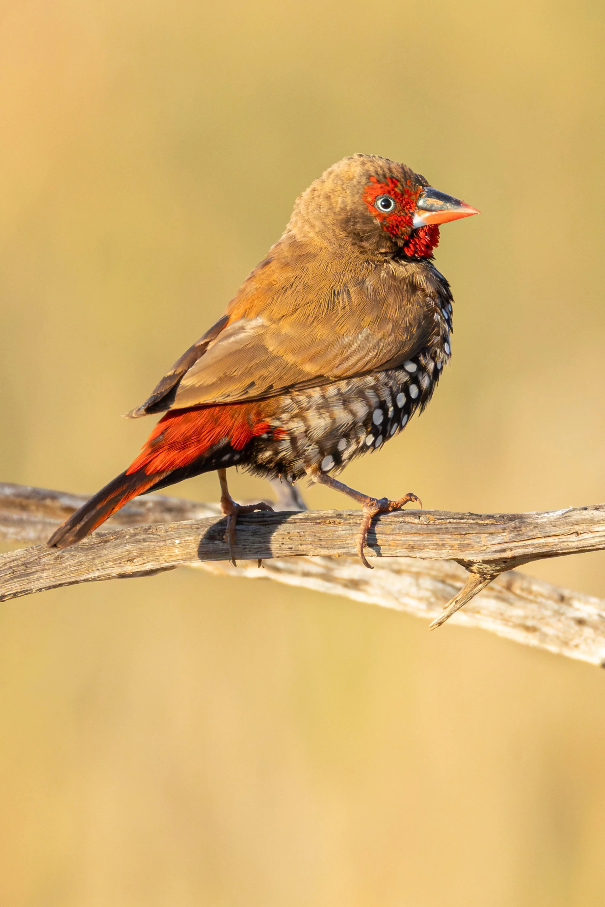 Painted Finch - Onslow, Western Australia _J8A4965.jpg