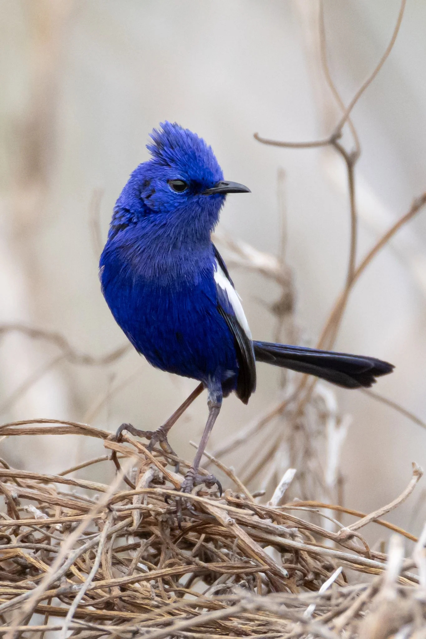 White-winged Fairy Wren - bird photography, Onslow, WA _J8A3572.jpg