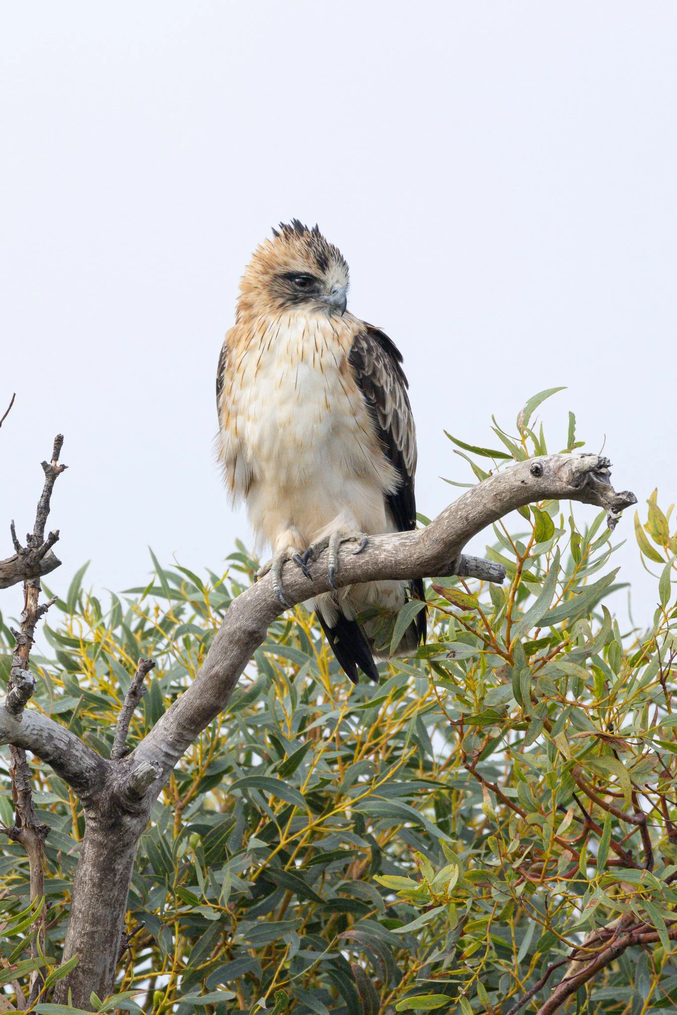 Little Eagle - Kalbarri, Western Australia 
