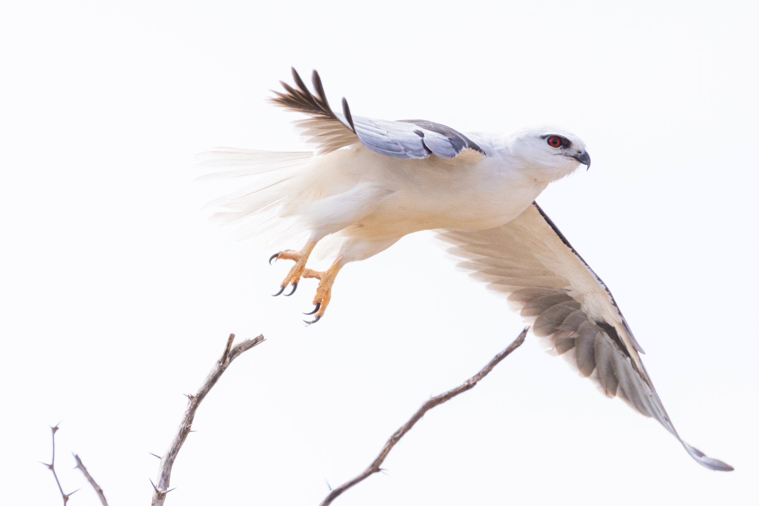Black-shouldered Kite - Ashburton River, Onslow, Western Australia 