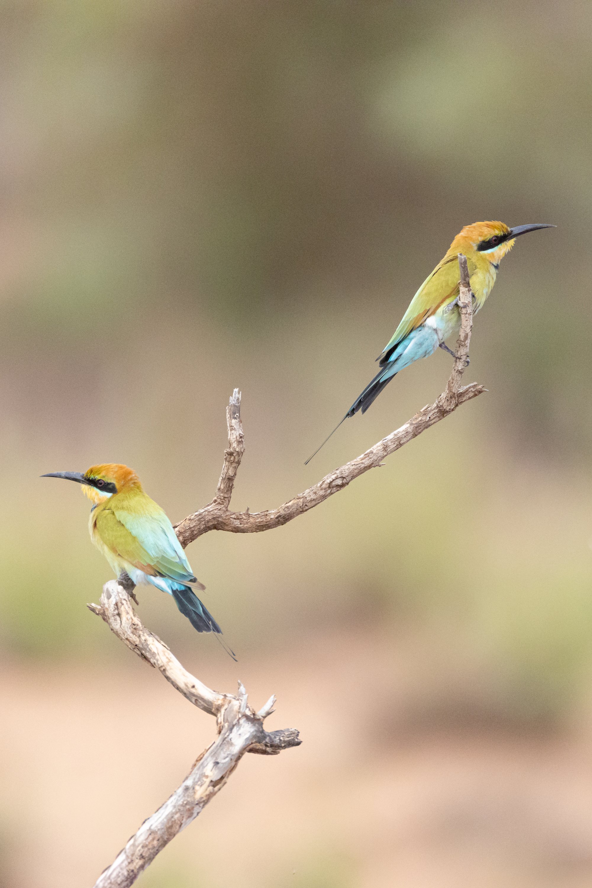 _J8A4160 Michelle McKoy Photography - Australian birds.jpg