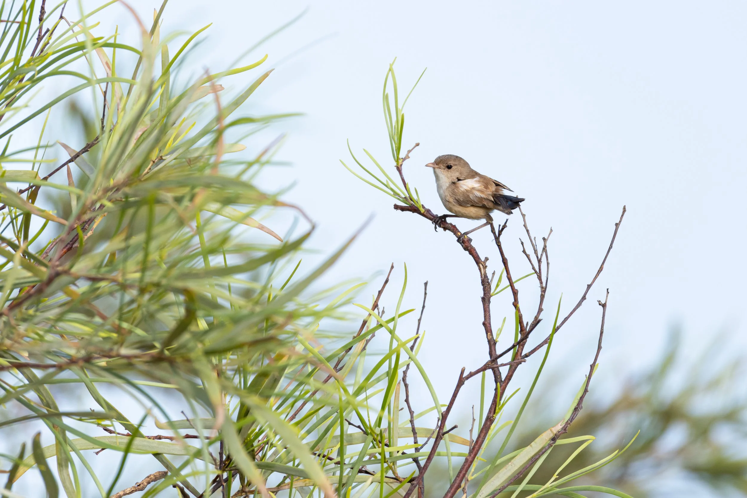 _J8A9207-2 Michelle McKoy Photography - Australian birds.jpg