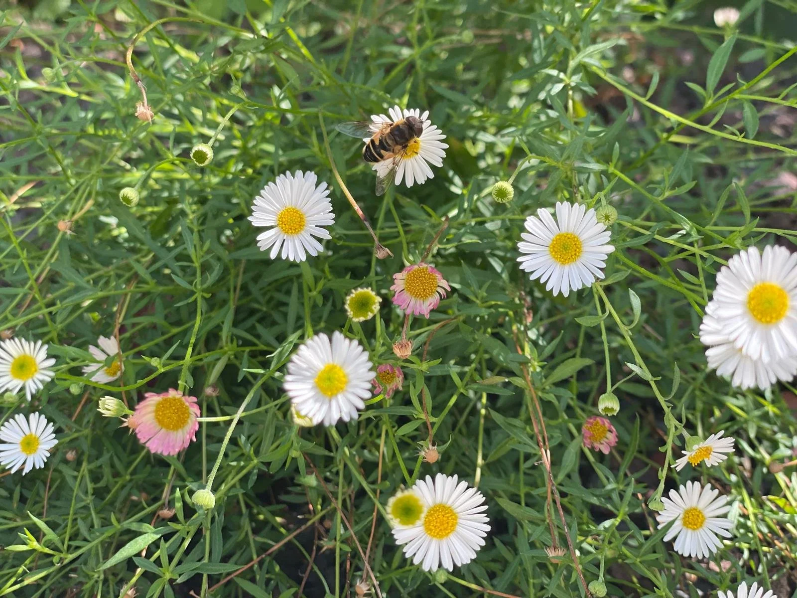 WhatsApp Image 2024-08-09 at 14.07.31 (5).jpeg