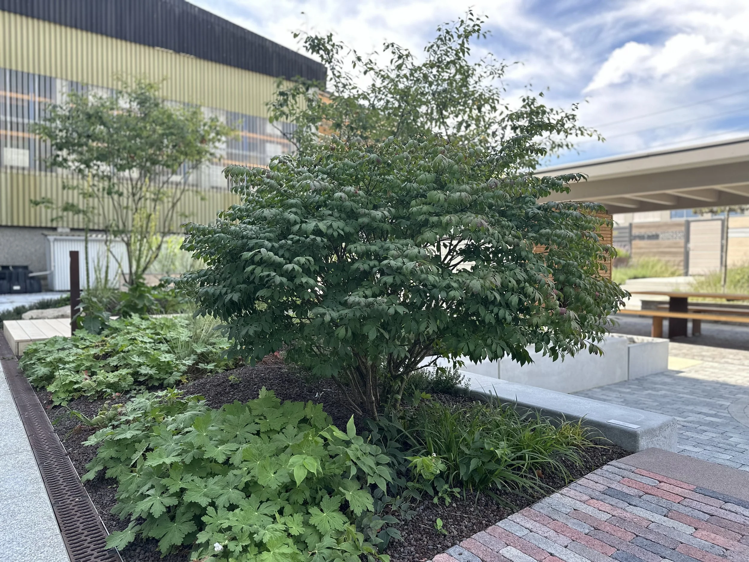 2024-08-09 13.14.37.jpg