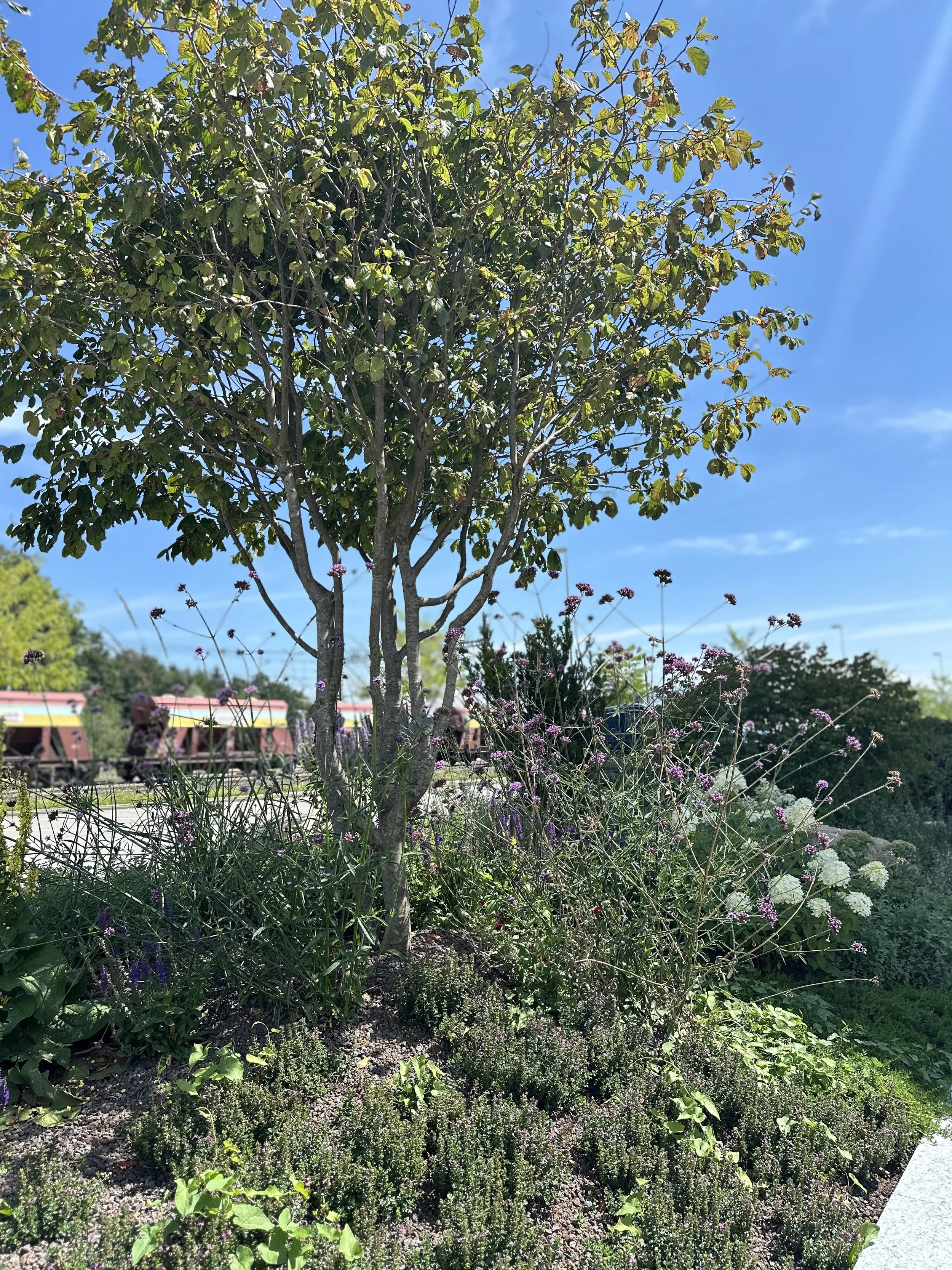 2024-08-09 13.13.47.jpg