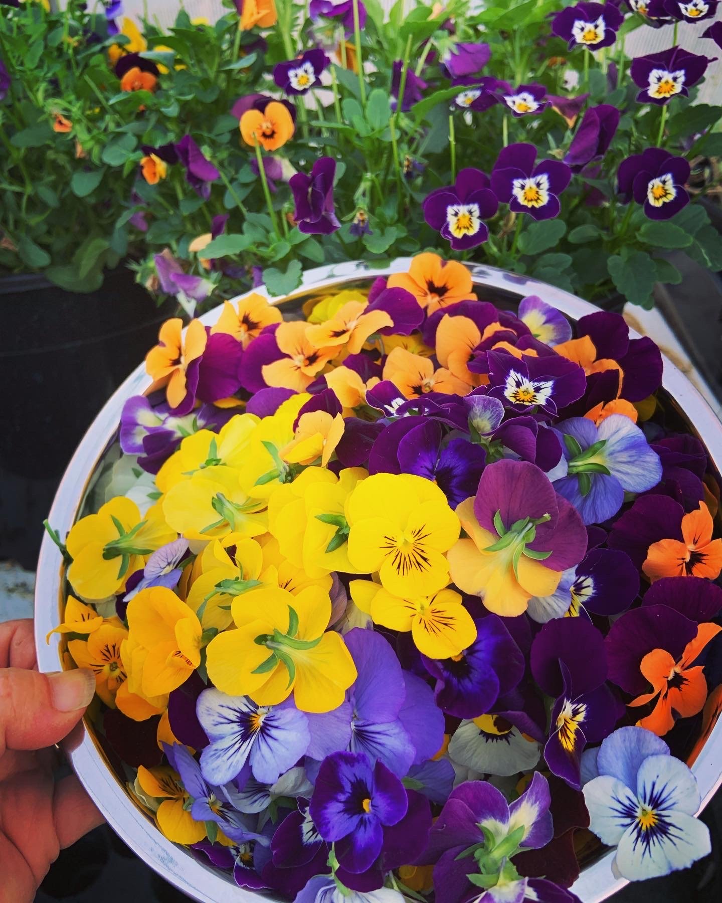Edible Flower Seed Bombs
