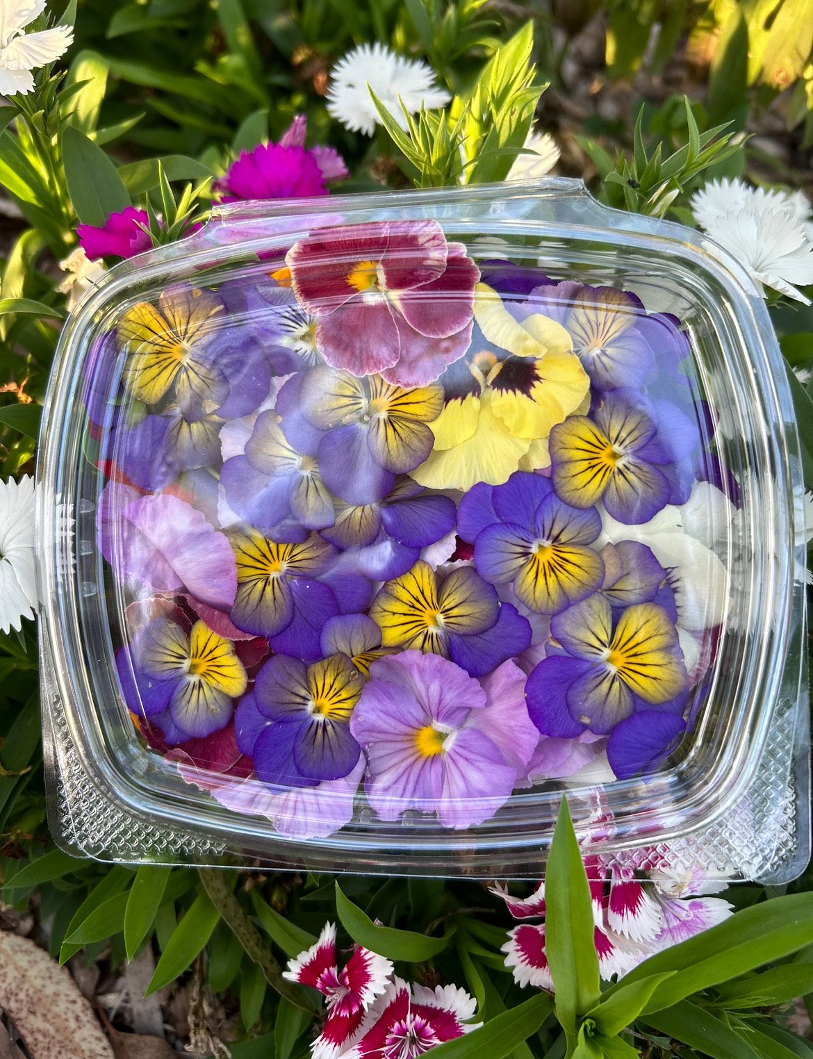 Punnets of Fresh Edible Flower
