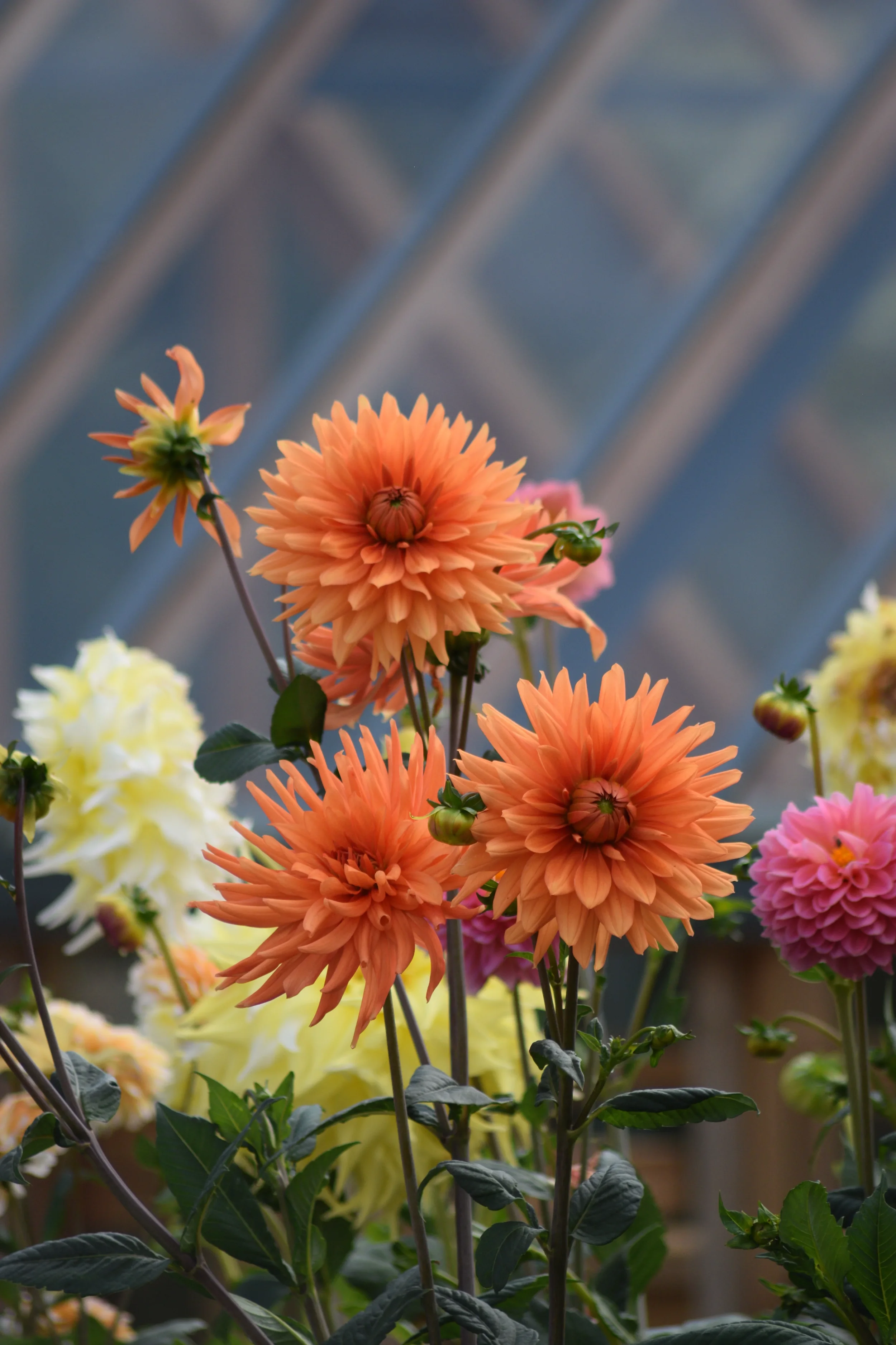 A close-up of various colorful dahlias, including orange, pink, and yellow flowers, in a garden setting.