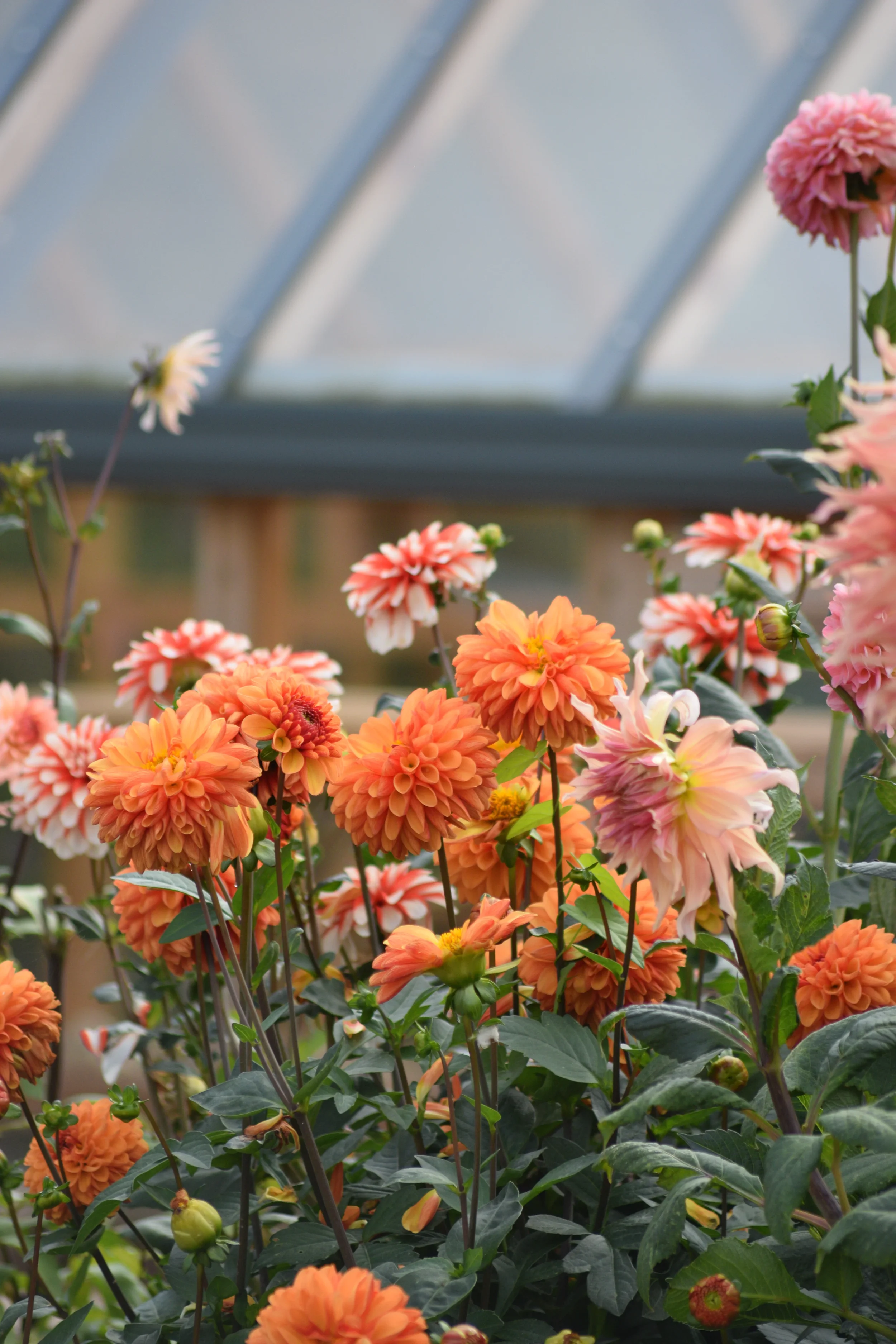Close-up view of orange and peach dahlias flowers in a greenhouse.
