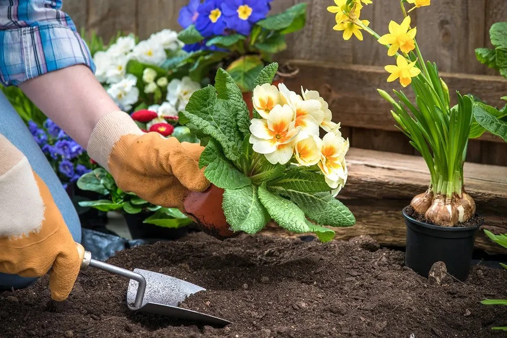 Person planting flower