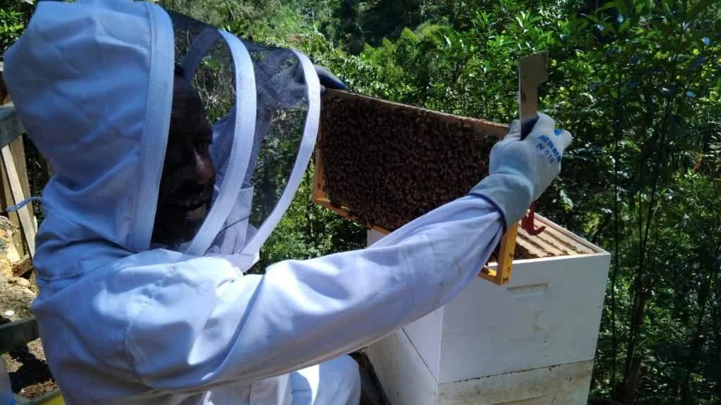 Dikasuna honey Harvesting