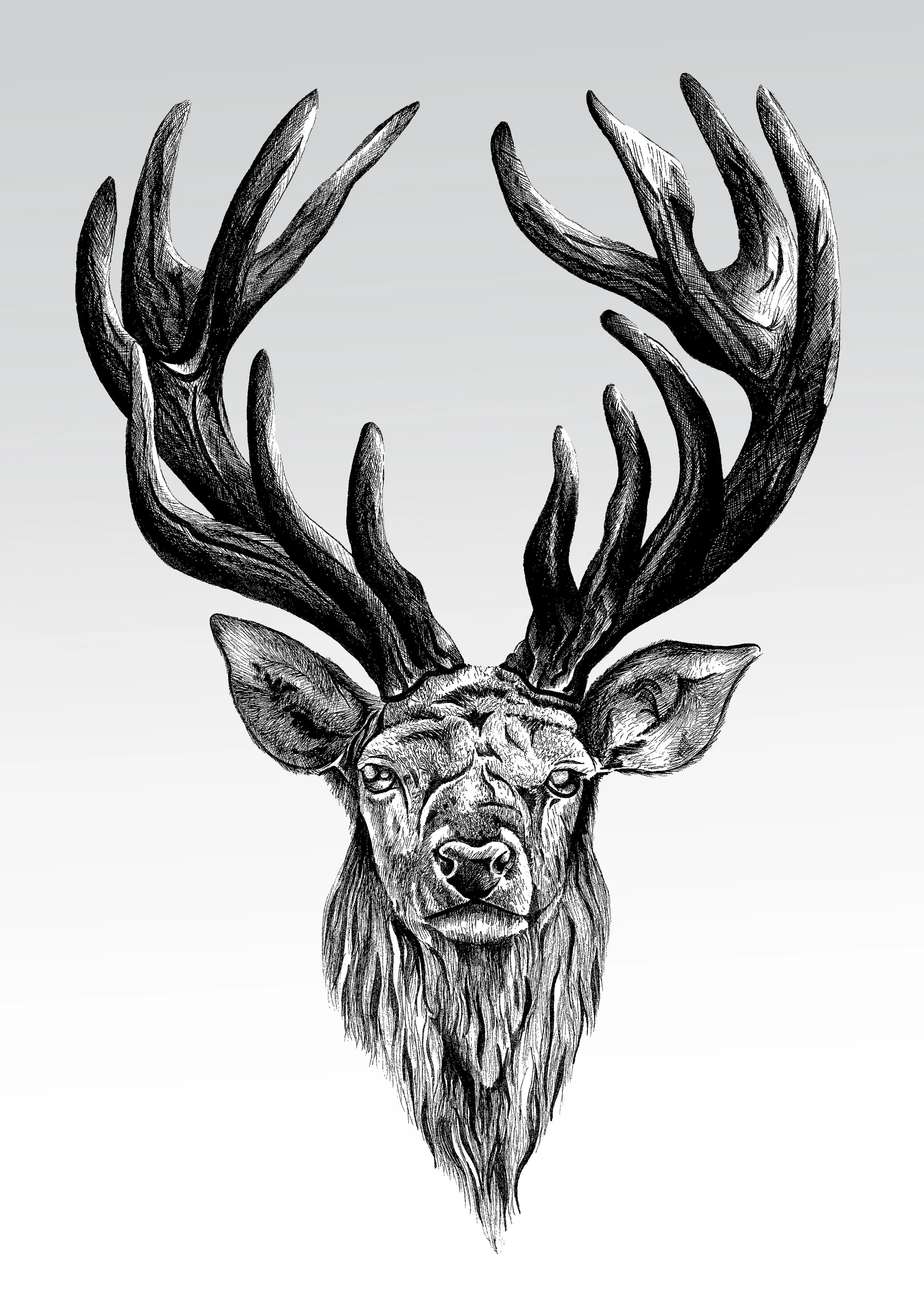 Grey Stag.jpg