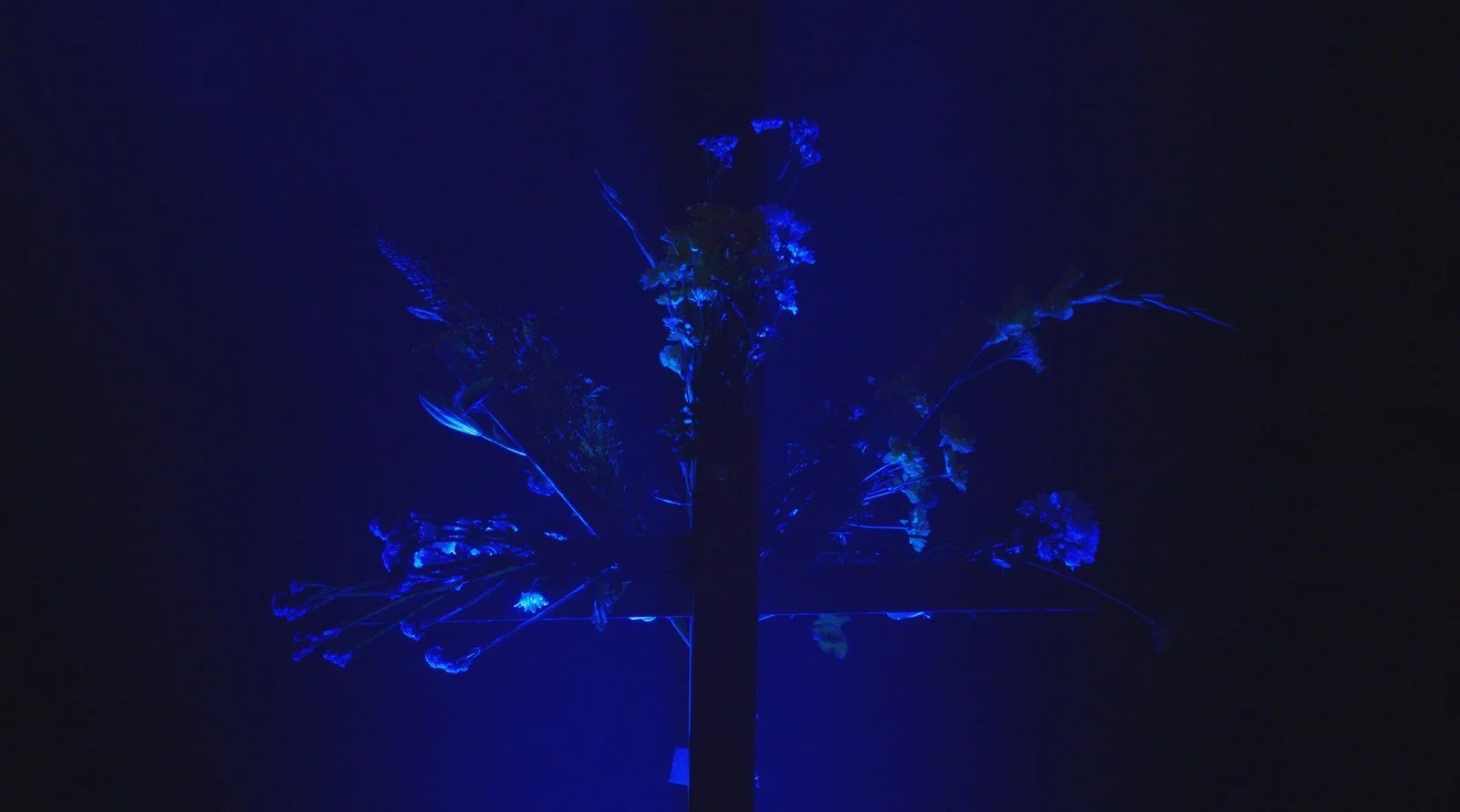 WU LYF stage set design at Albert Hall Manchester during live music filming production