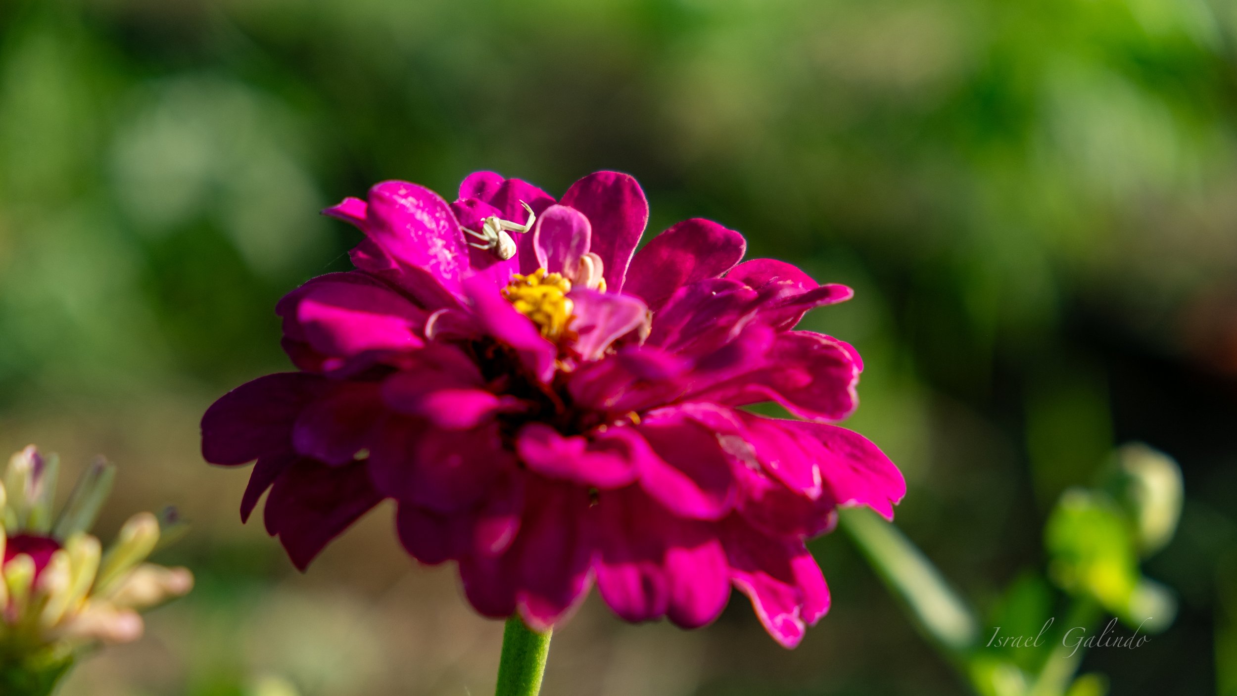 Bug on flower 2A.jpg