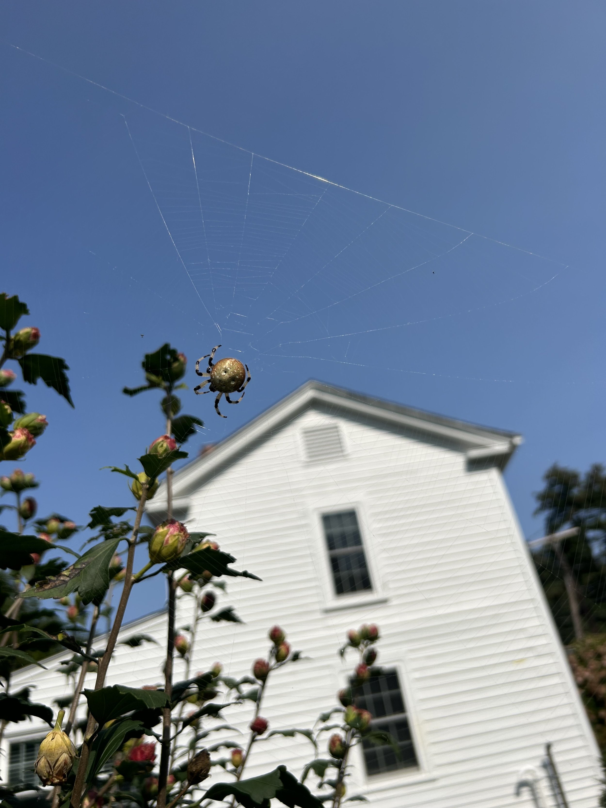 IMG_2064.jpeg