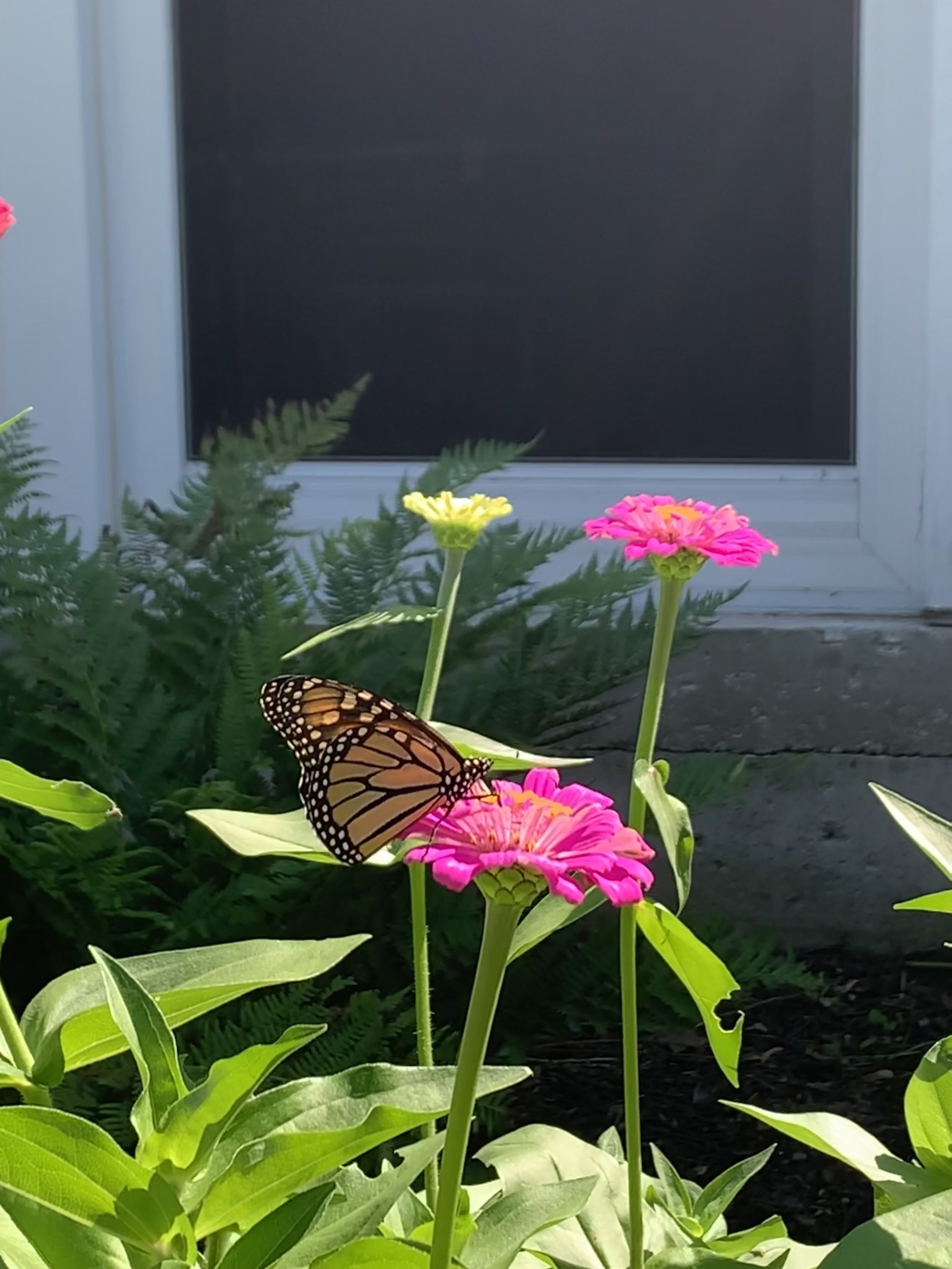 IMG_1809.jpeg