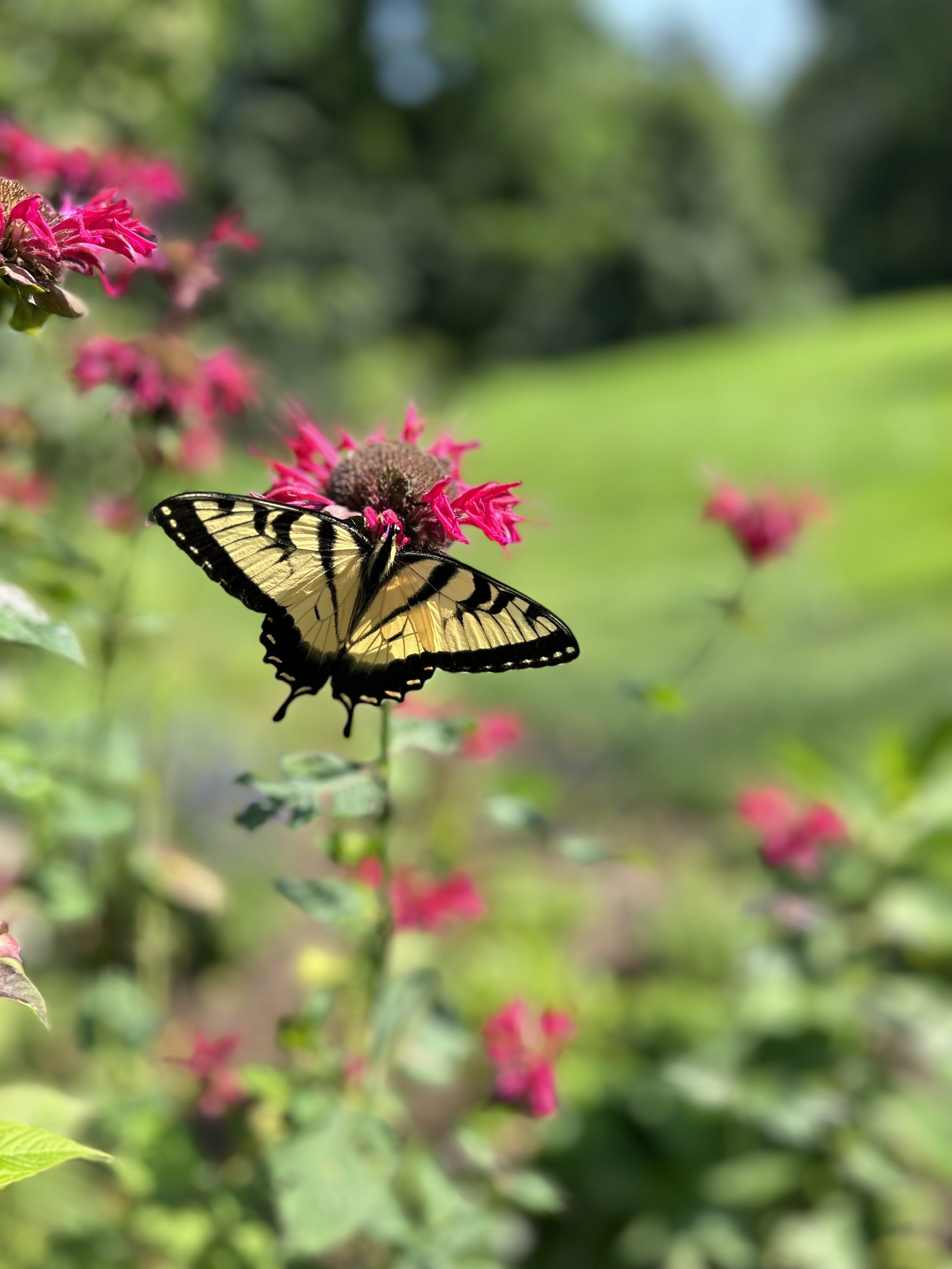 IMG_1219.jpeg