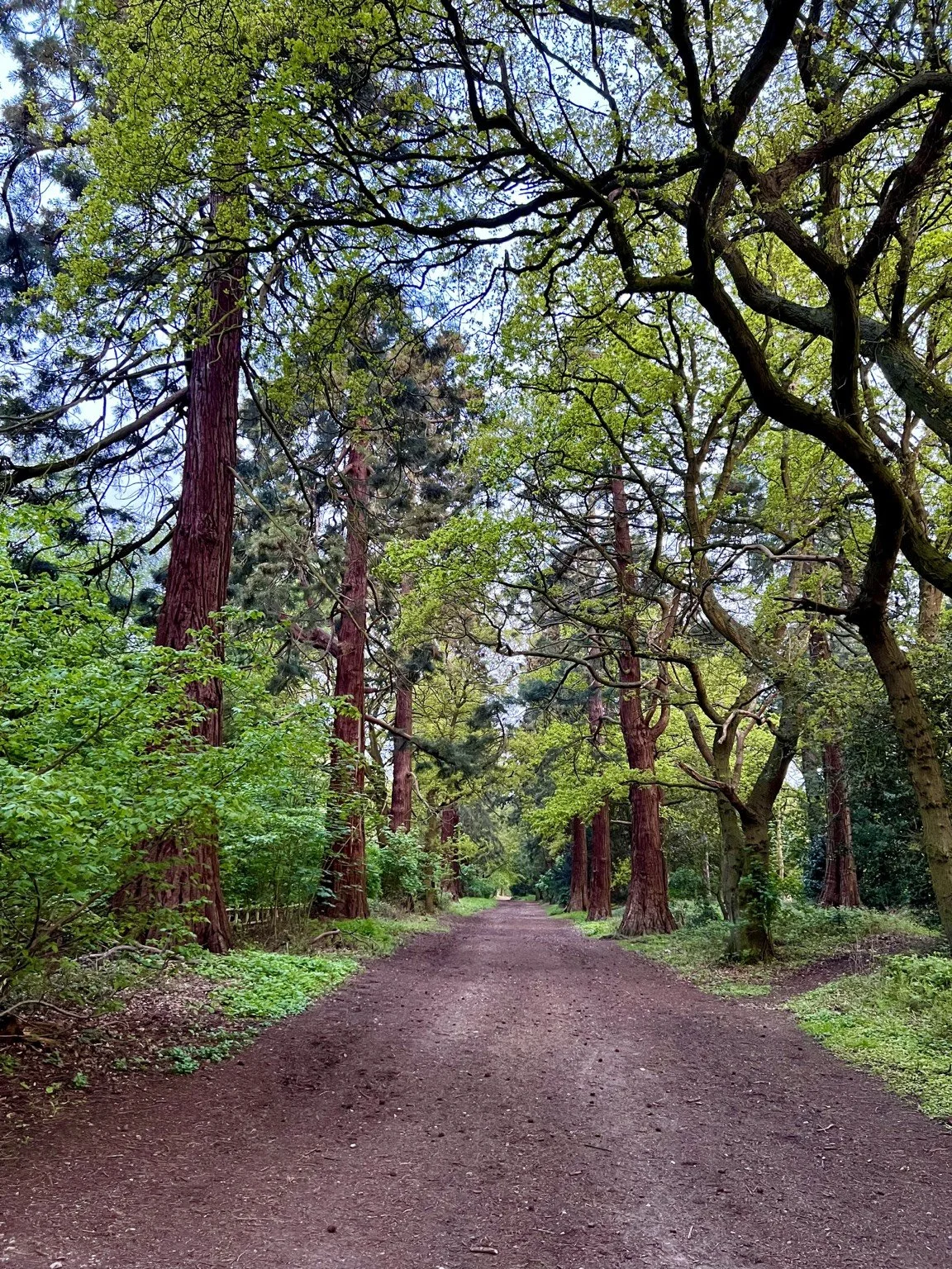 Seven Woodland Walks in Essex – A New Walking Guide
