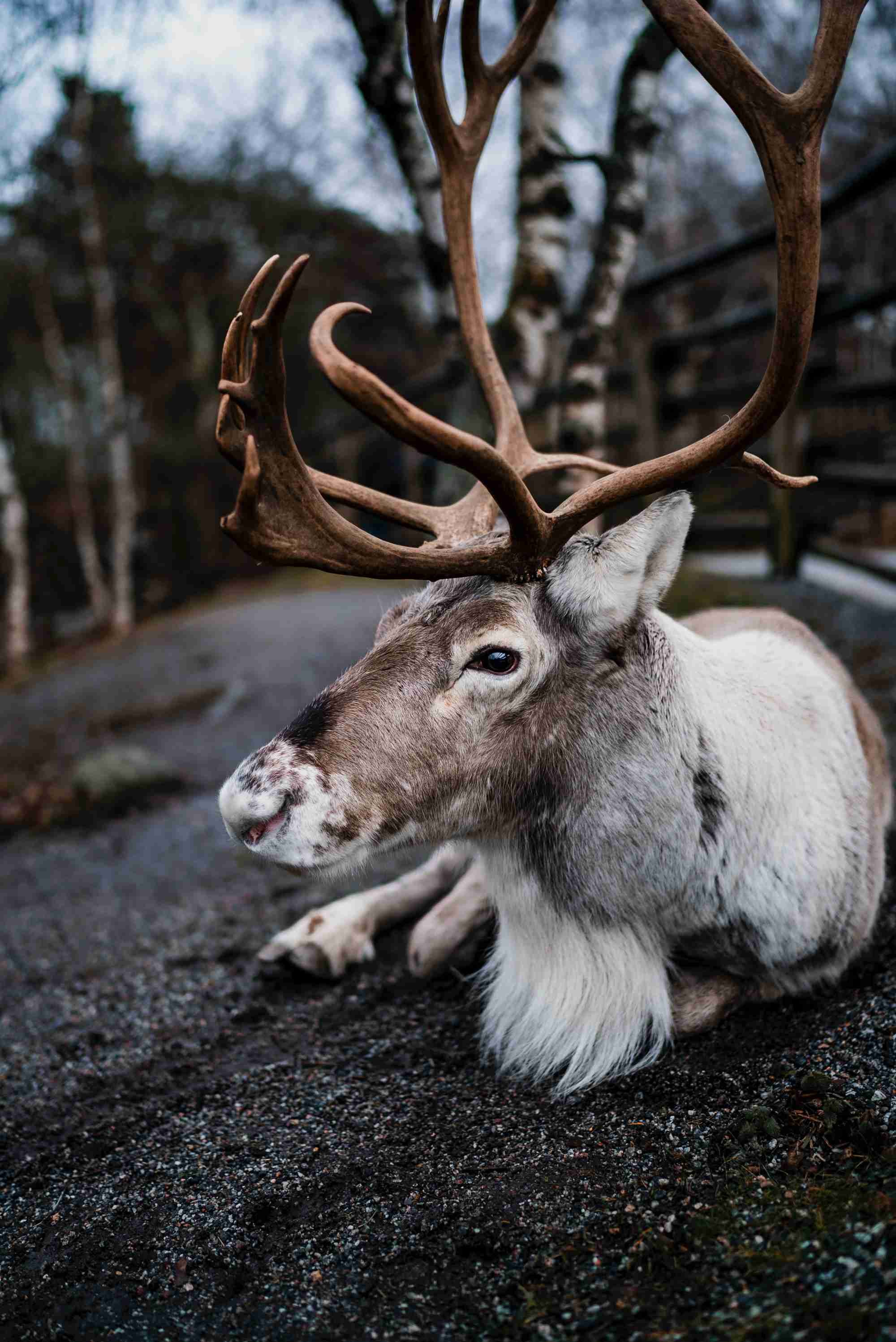 Reno finlandés