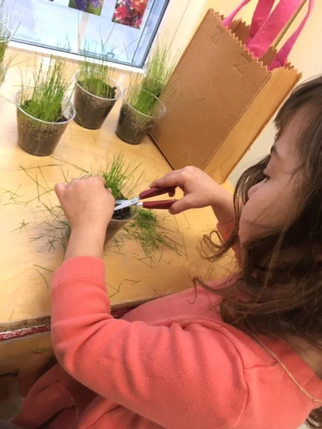 grass haircut.JPG