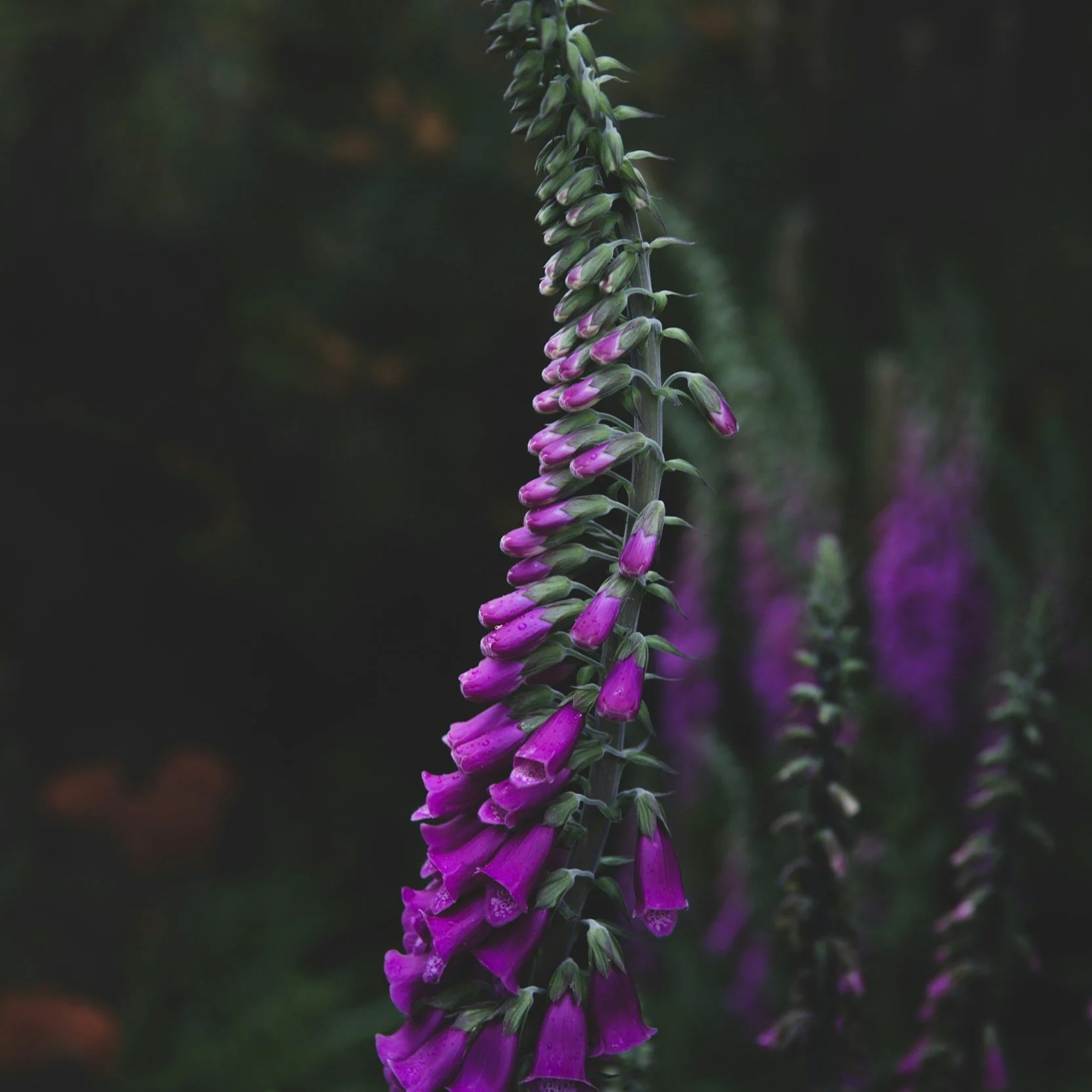 Foxglove