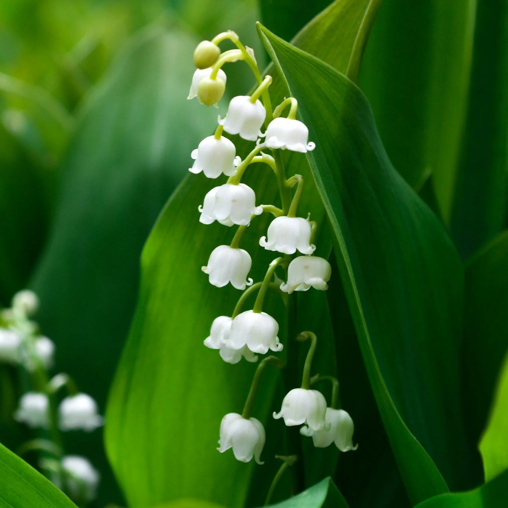 Lily of the valley