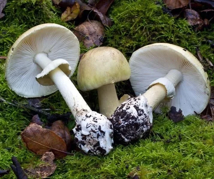 Death cap mushroom