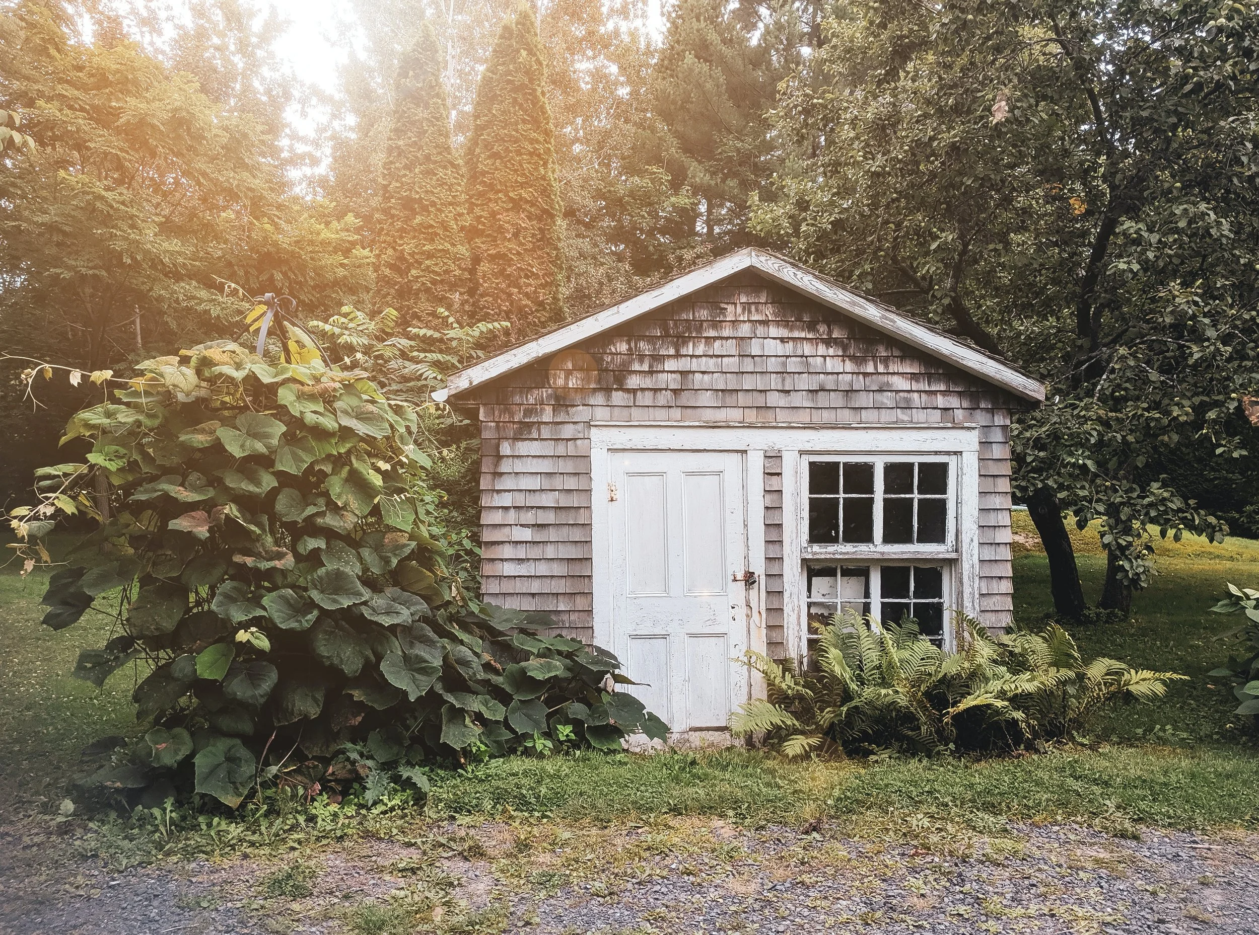 An old wooden shed with a white door and window, surrounded by lush greenery and trees in a rural setting, with sunlight filtering through the foliage.