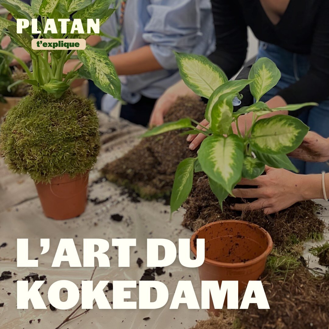 Le kokedama, k&eacute;zaco ? 👀

Originaire du Japon, ces petites boules de terre et de plantes sont n&eacute;es dans des jardins zen o&ugrave; les moines les fabriquaient pour se connecter &agrave; la nature dans les ann&eacute;es 90. 🍃

Venant du 