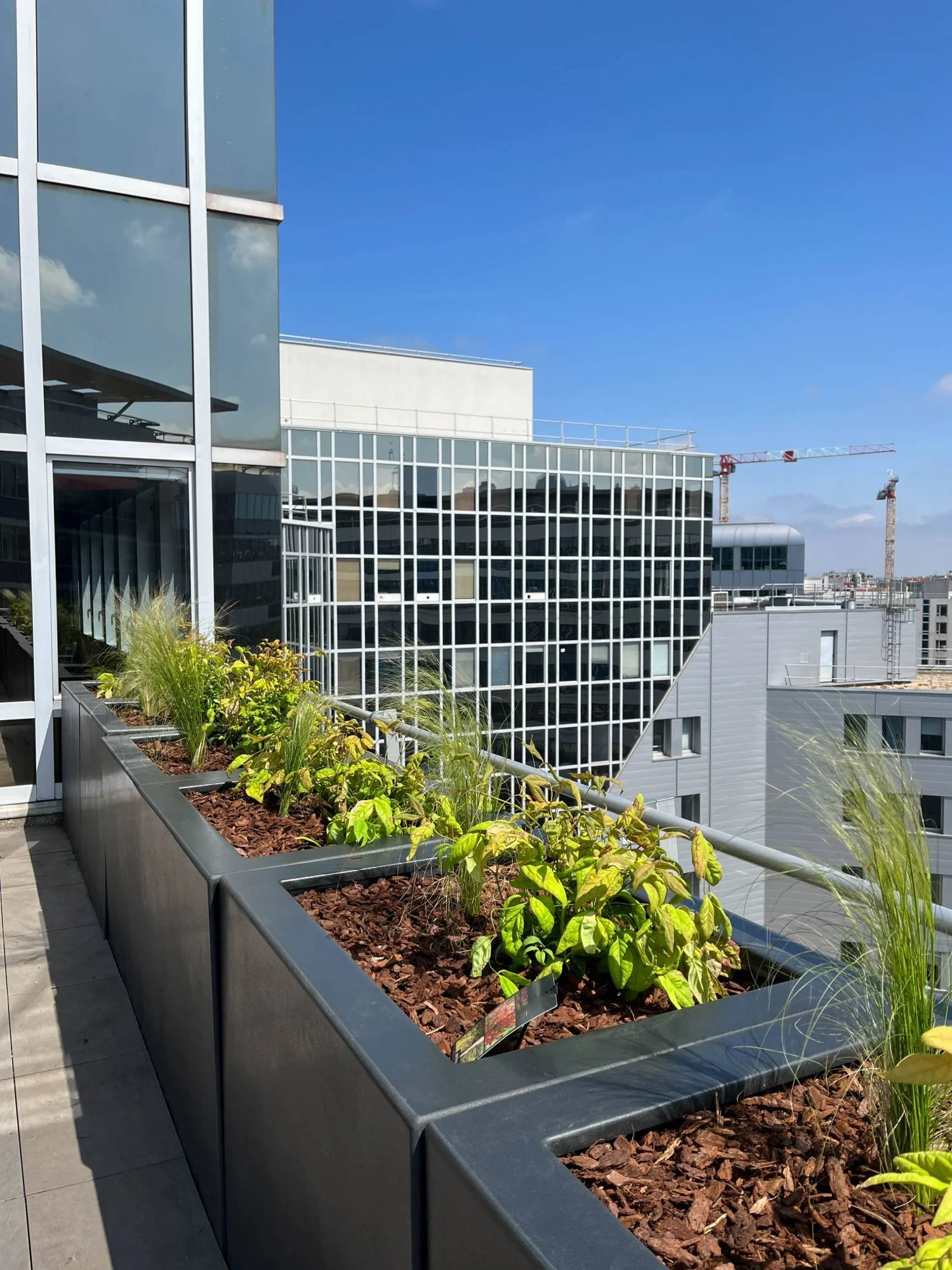 aménagement paysager platan-08.jpeg