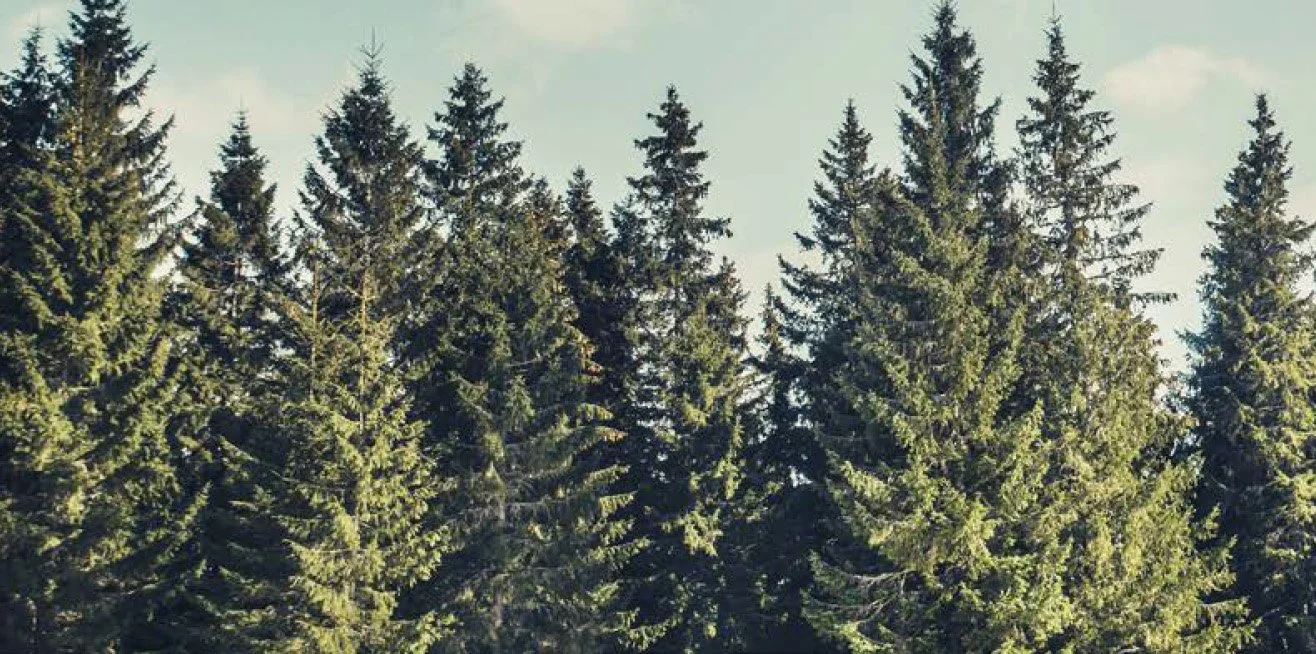 What’s Really Causing Deforestation?