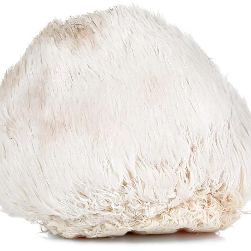 Pagosa Springs Mushroom Farm Tooth & Gill Mushroom