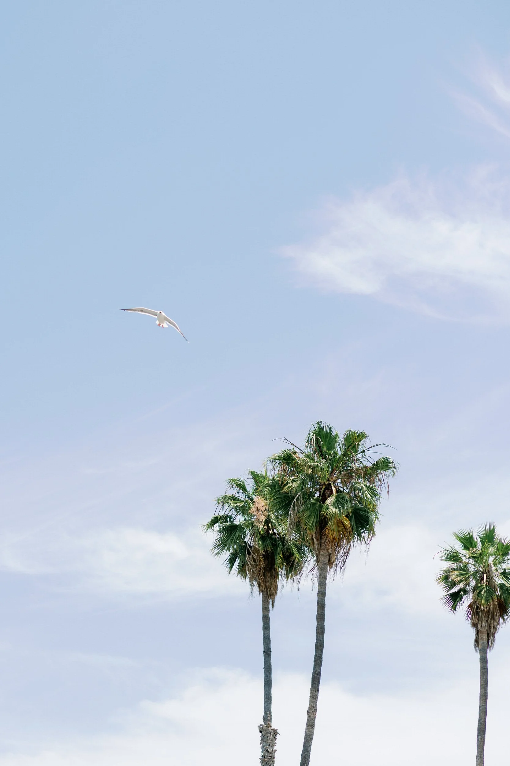 A bird flying over palm trees